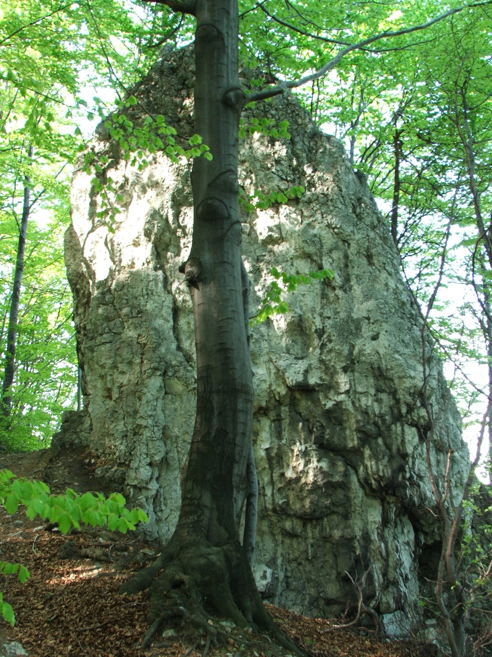 A large, weathered limestone rock stands among green trees in a forest setting.
