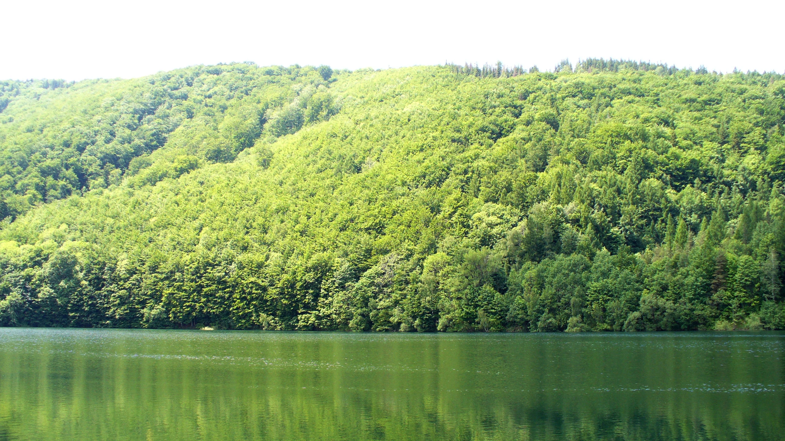 A calm, dark green reservoir surrounded by a dense, vibrant green forested hillside under a bright sky.