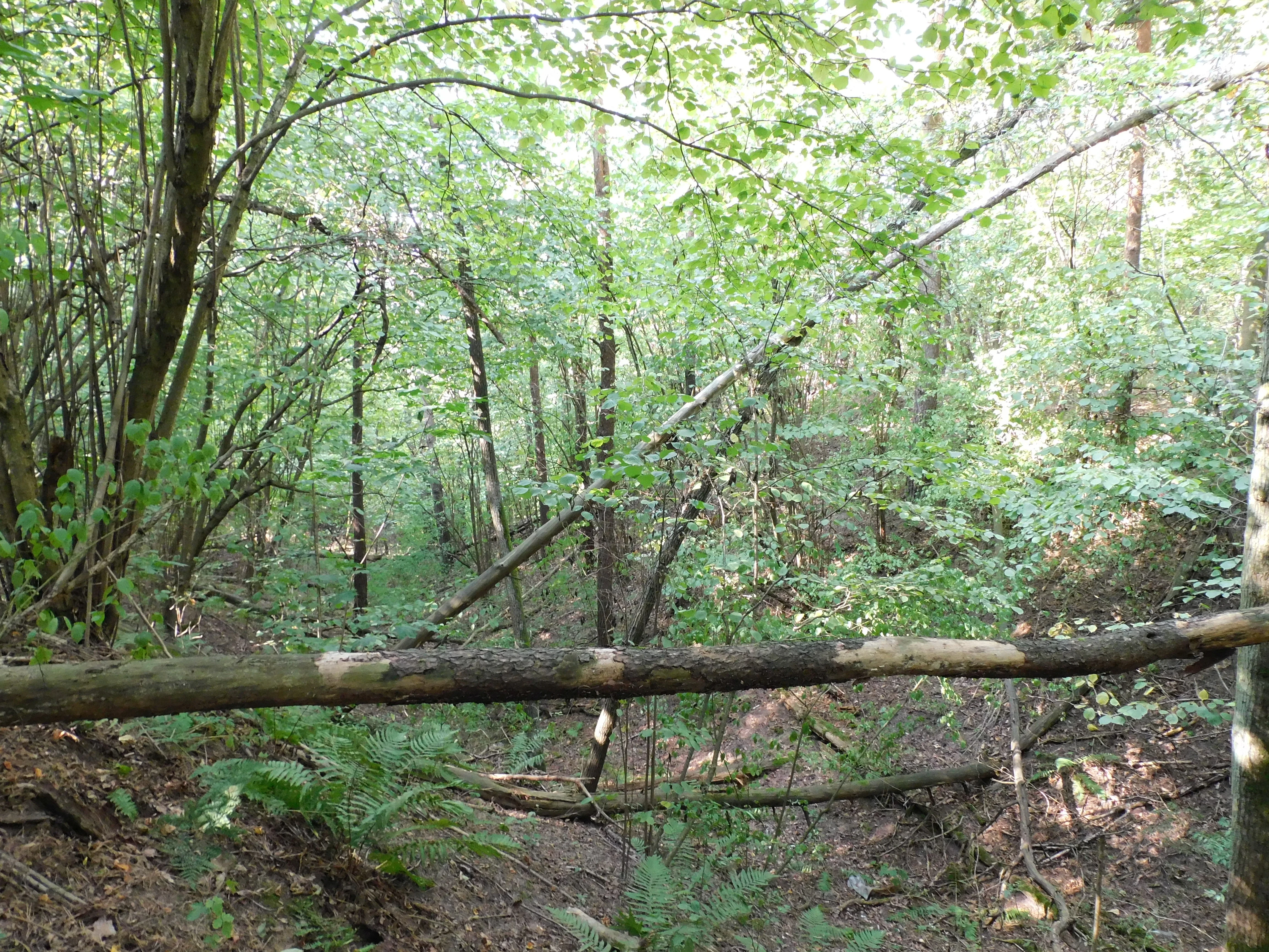 A dense green forest scene featuring a wooden guardrail in the foreground and a ravine with fallen trees in the background.