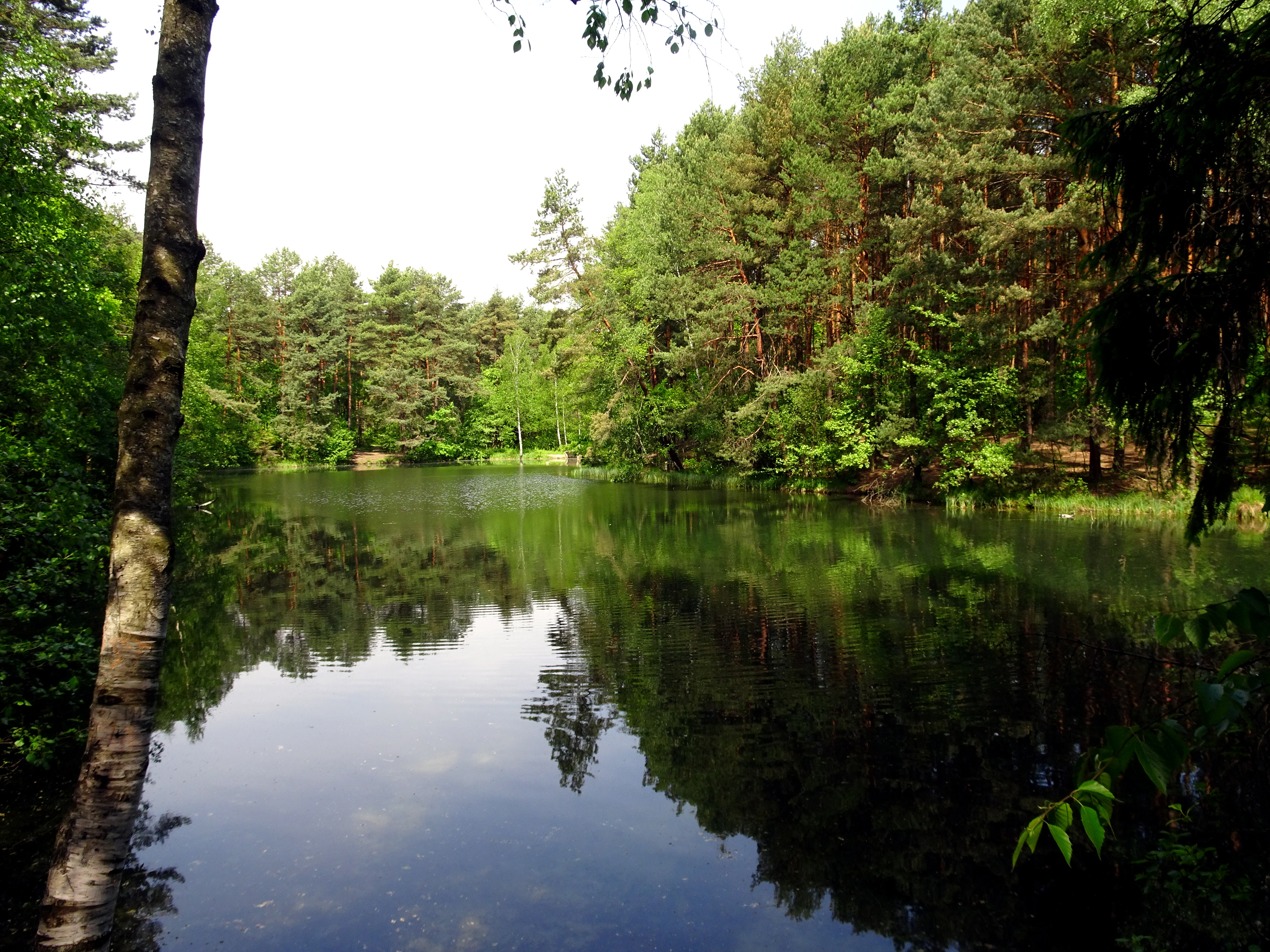 A calm, reflective pond in a forest setting with green trees and a visible birch tree in the foreground.