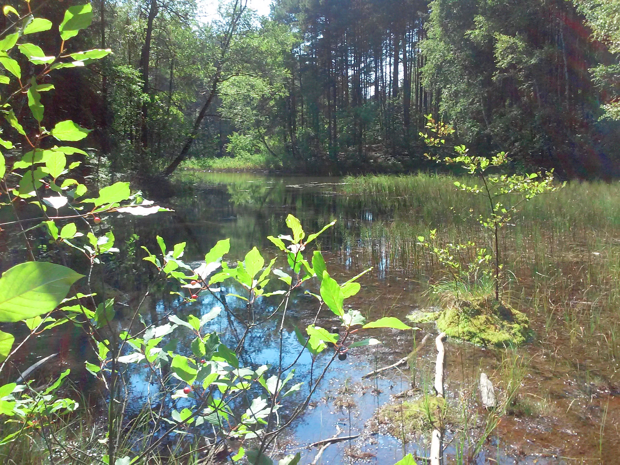 A calm, shallow body of water reflecting trees in a forest, with aquatic plants and tall trees in the background.