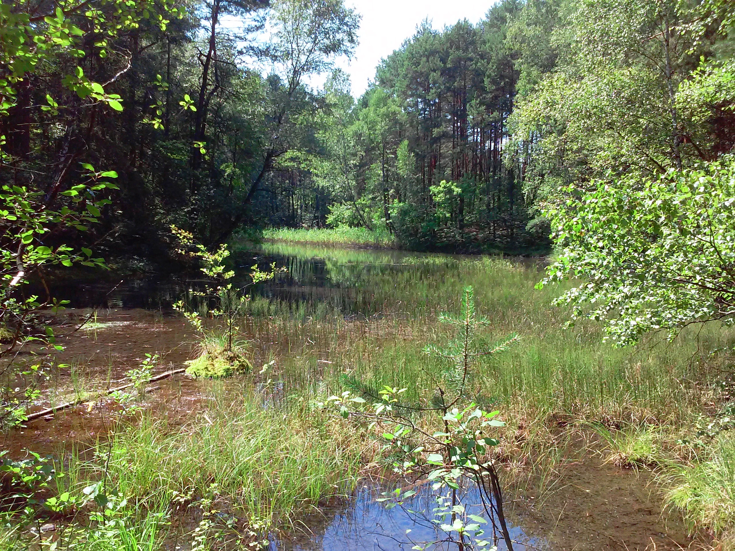 A small pond surrounded by dense green forest and marshy vegetation in a nature reserve.