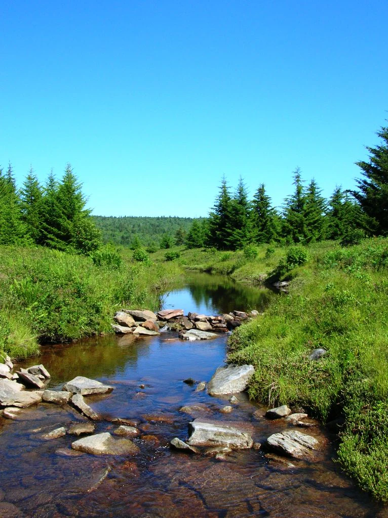 A small, clear stream winds through a lush, green mountain plateau bordered by coniferous trees under a bright blue sky.