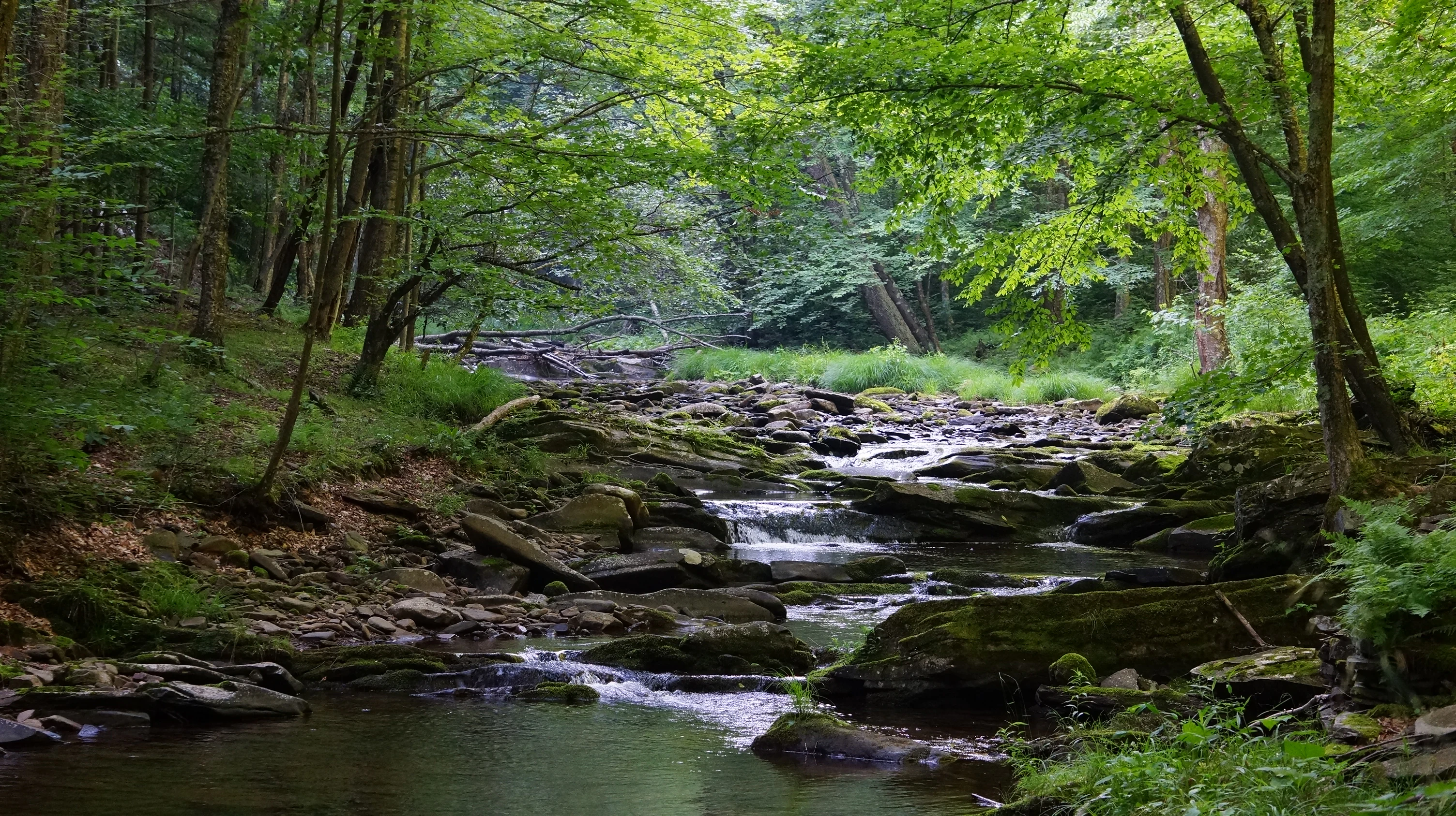 A small, rocky creek flowing through a dense forest with mossy rocks and green trees.