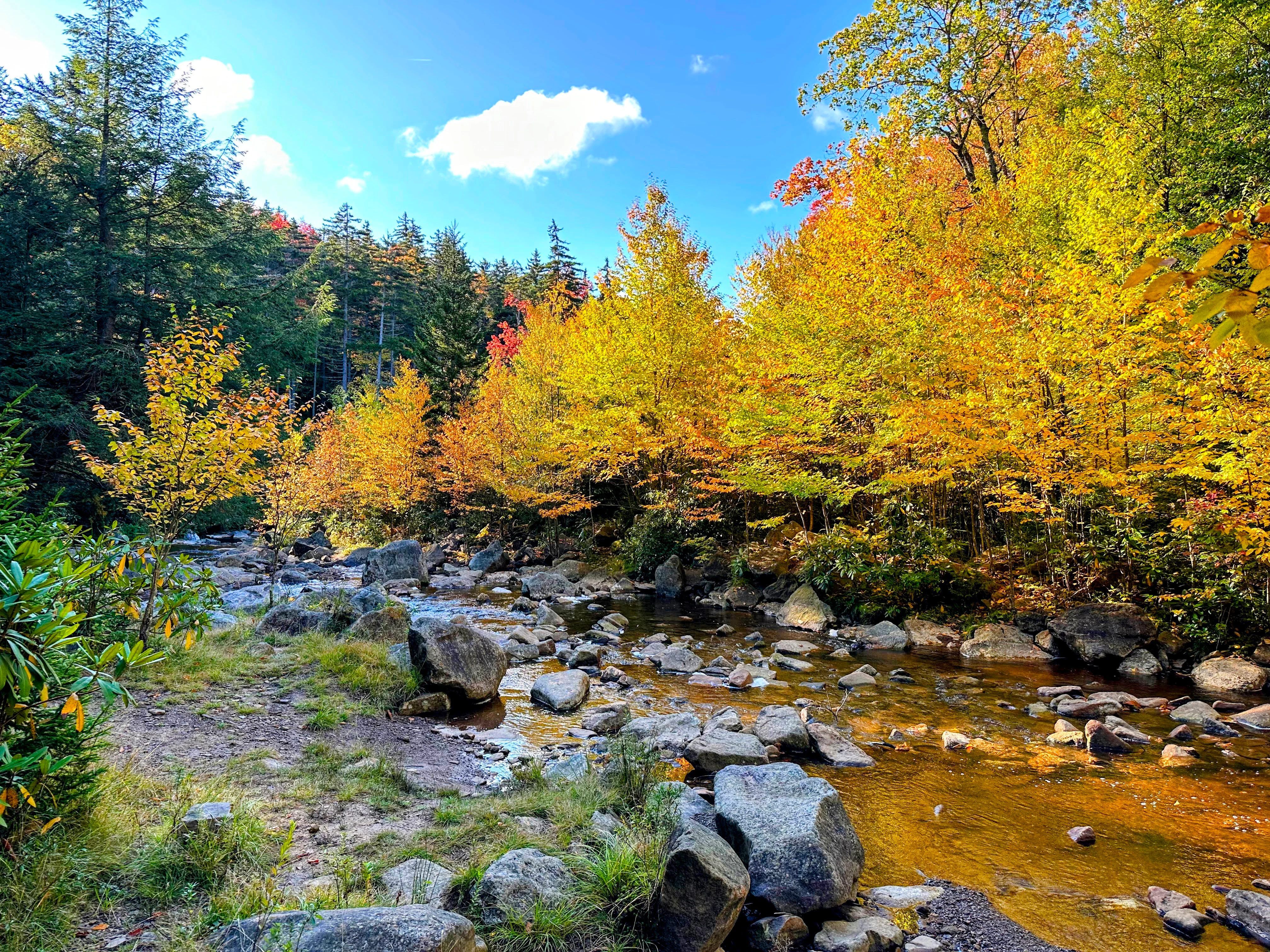 A clear shallow stream flows over smooth rocks through a forest with trees changing to yellow and gold autumn colors under a bright blue sky.