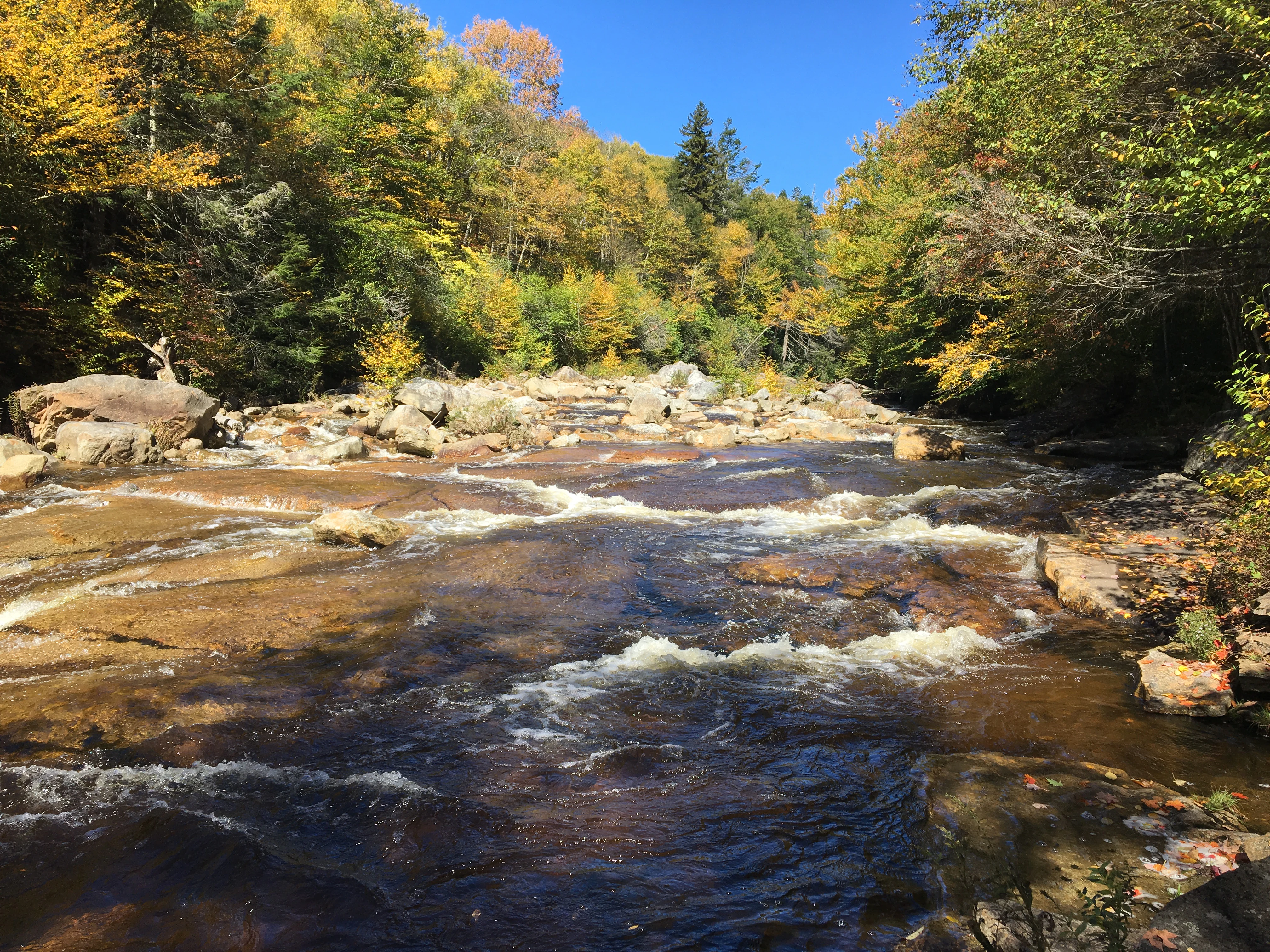 A shallow, rocky creek flows through a dense forest with autumn foliage under a clear blue sky.