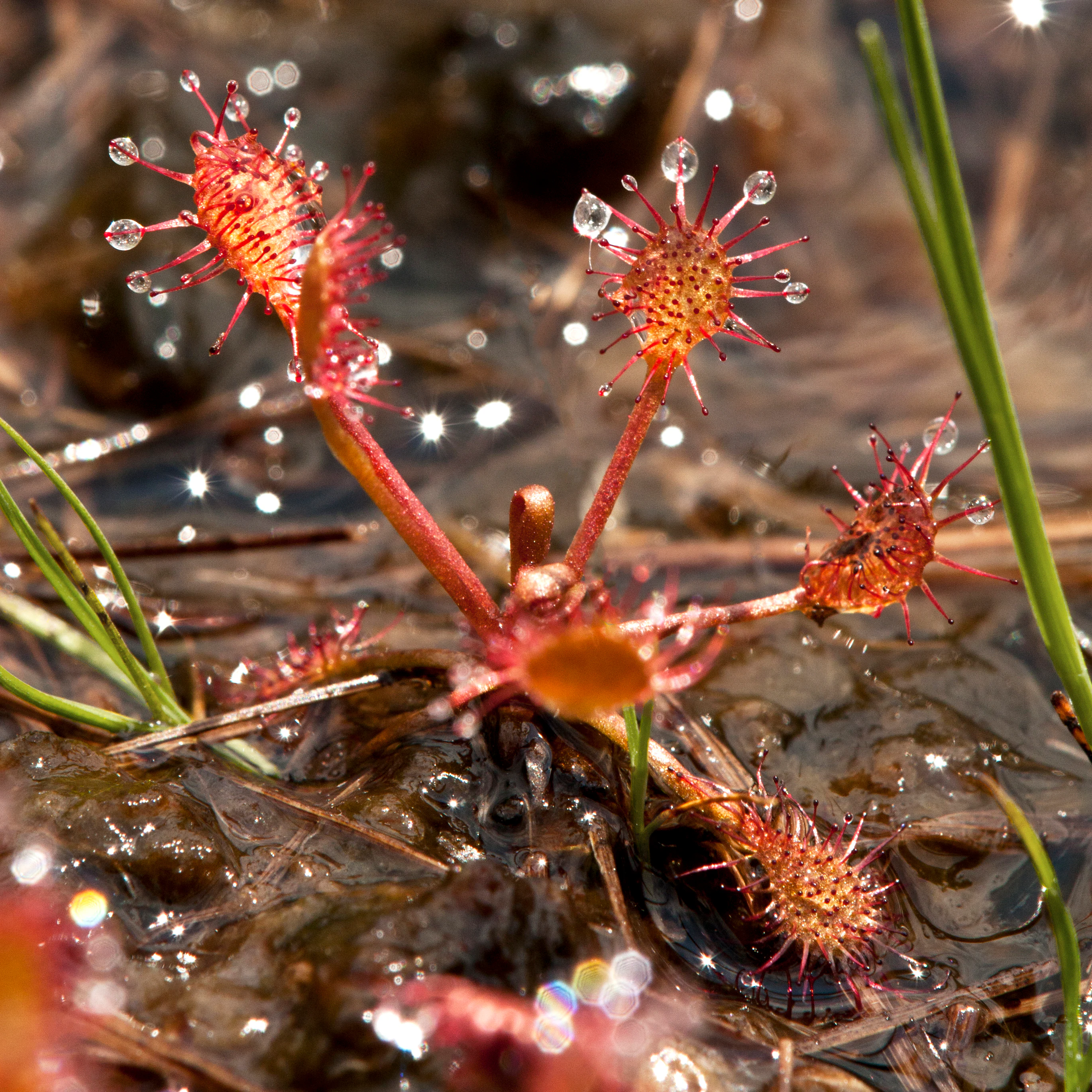 Close-up of a red sundew plant growing in wet, dark soil, with translucent droplets on its sticky, tentacled leaves.