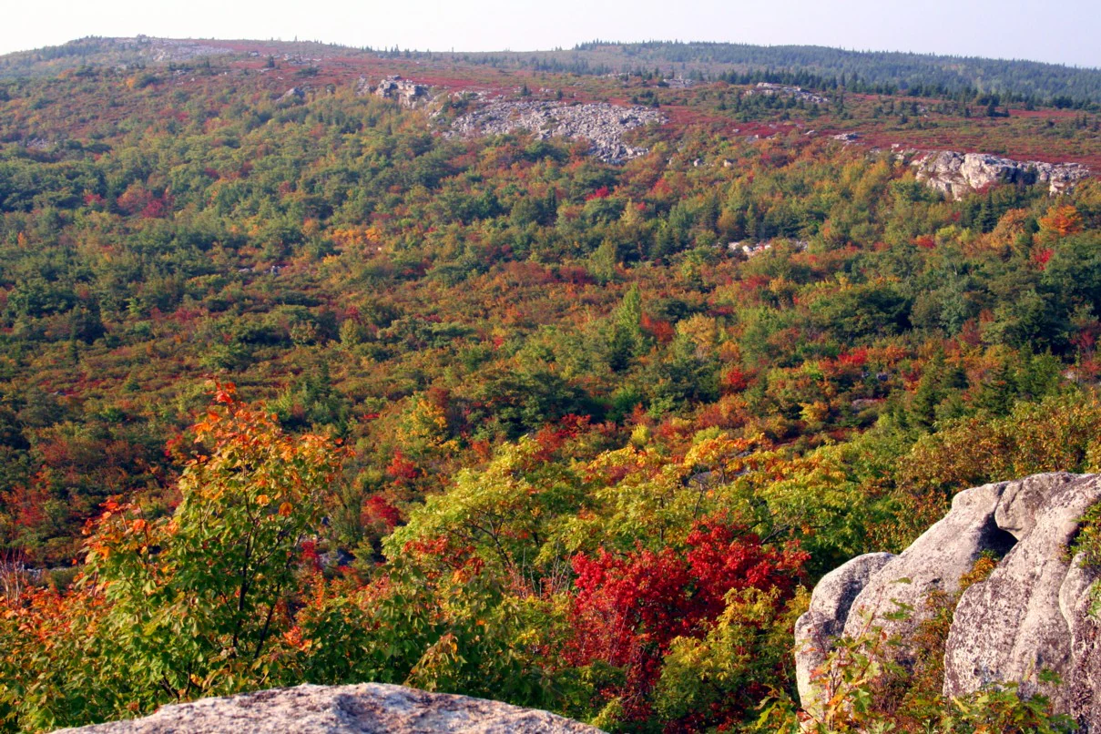 A wide-angle, eye-level view of a hilly landscape in autumn, showing a dense forest canopy in shades of green, yellow, and vibrant red, with prominent grey rock outcrops in the foreground and along the distant ridges.