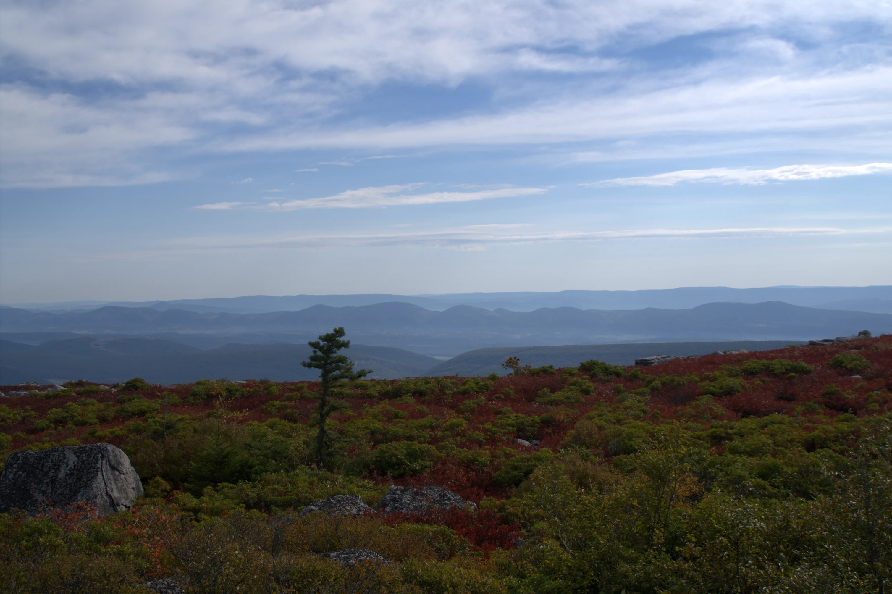 A wide landscape view of the Dolly Sods Wilderness plateau featuring low scrubby vegetation with autumn colors, a single evergreen tree, scattered gray boulders, and layered mountain ranges in the distance under a blue sky with light clouds.