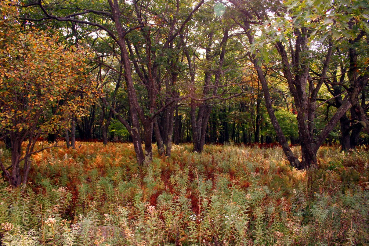 A forest scene in autumn featuring tall trees with thinning leaves and dense patches of ferns and shrubs on the forest floor in shades of orange, green, and brown.
