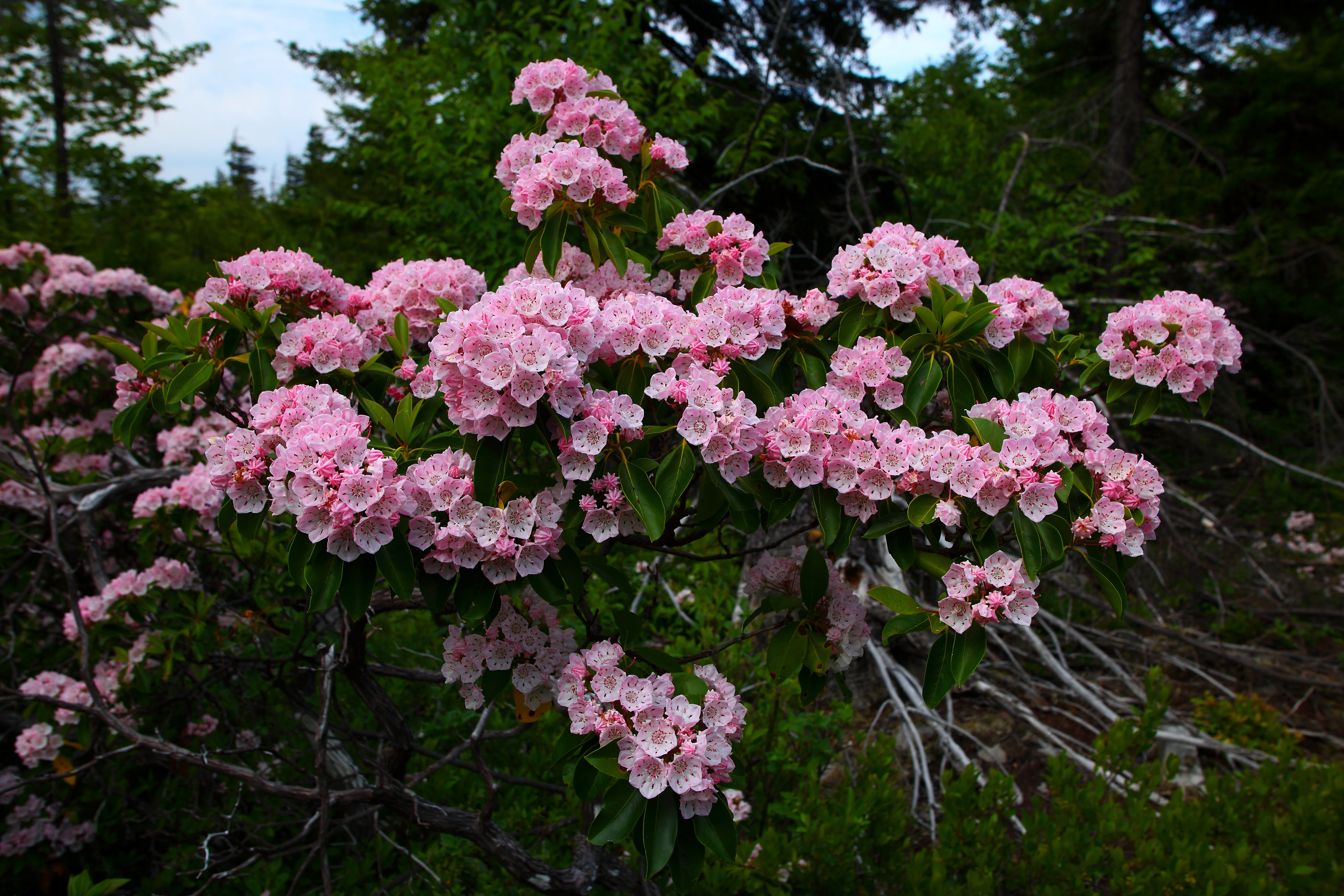 Close-up view of bright pink mountain laurel flowers blooming on a shrub against a backdrop of green forest foliage.