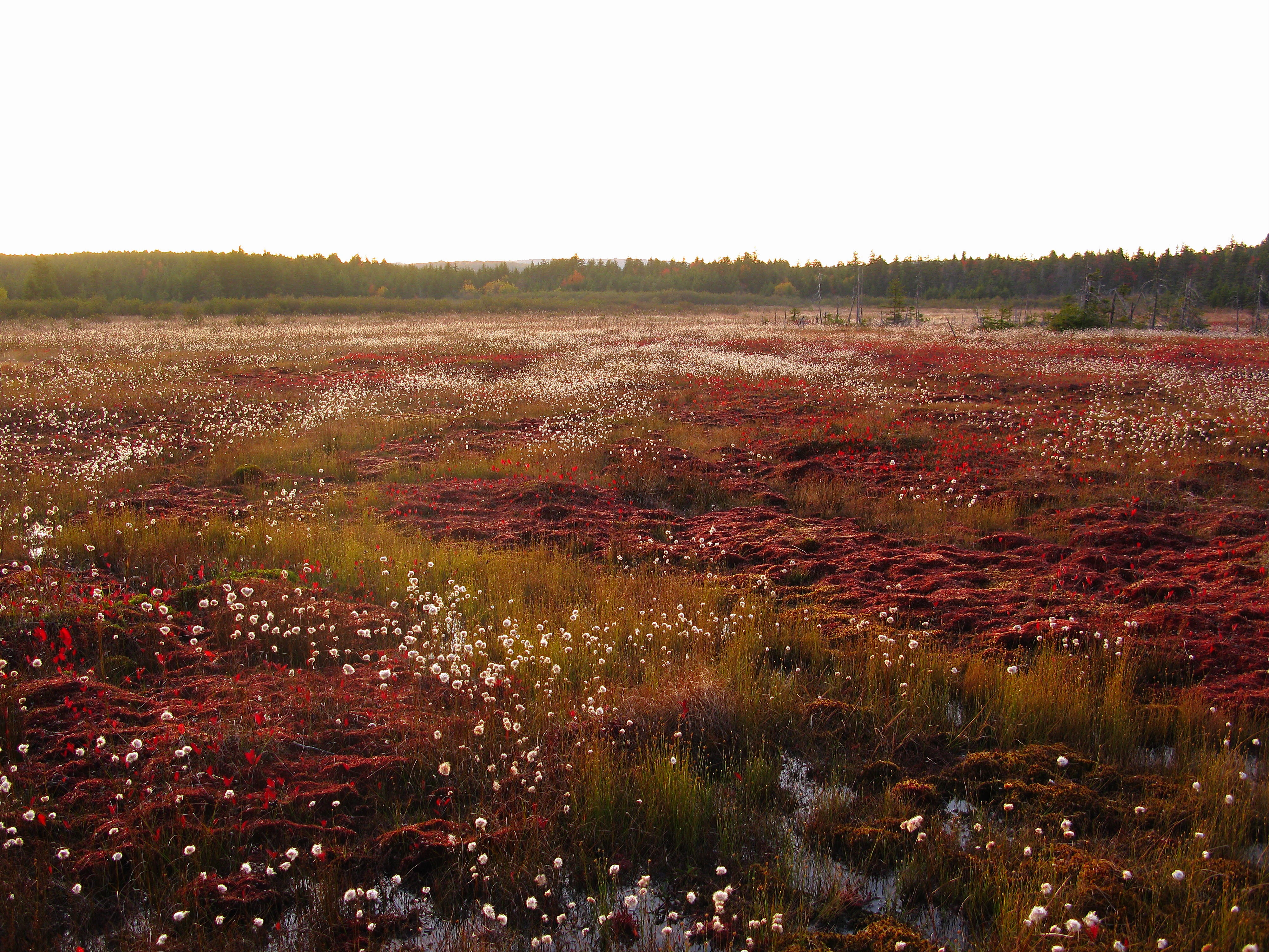 A wide, low-angle view of a vast, boggy marshland in Dolly Sods Wilderness with vibrant red ground cover, patches of white cotton grass, and a distant line of dark evergreen trees.