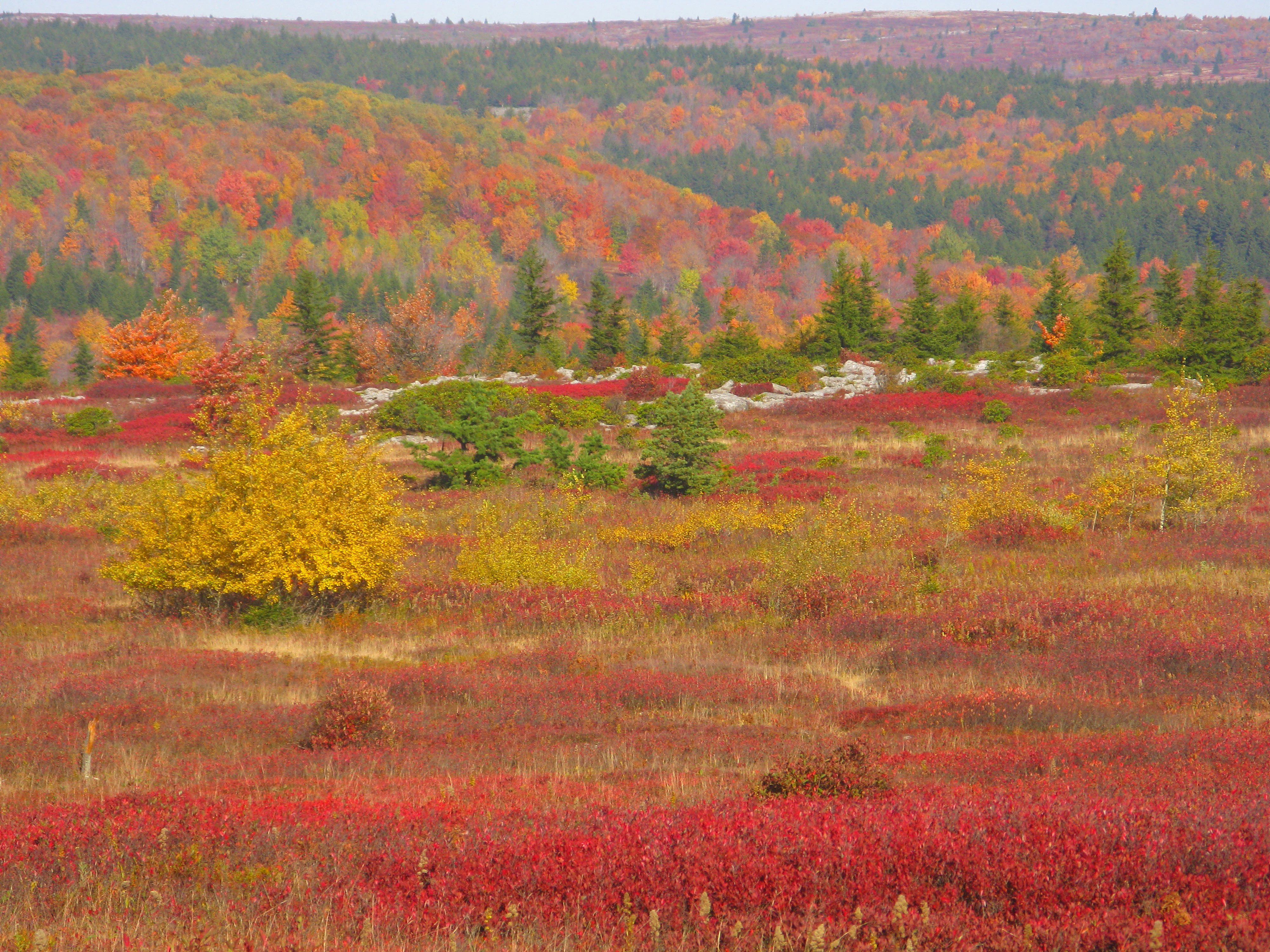 A wide view of a rolling plateau in autumn, covered in low, red and orange shrubs with distant forest hills behind.