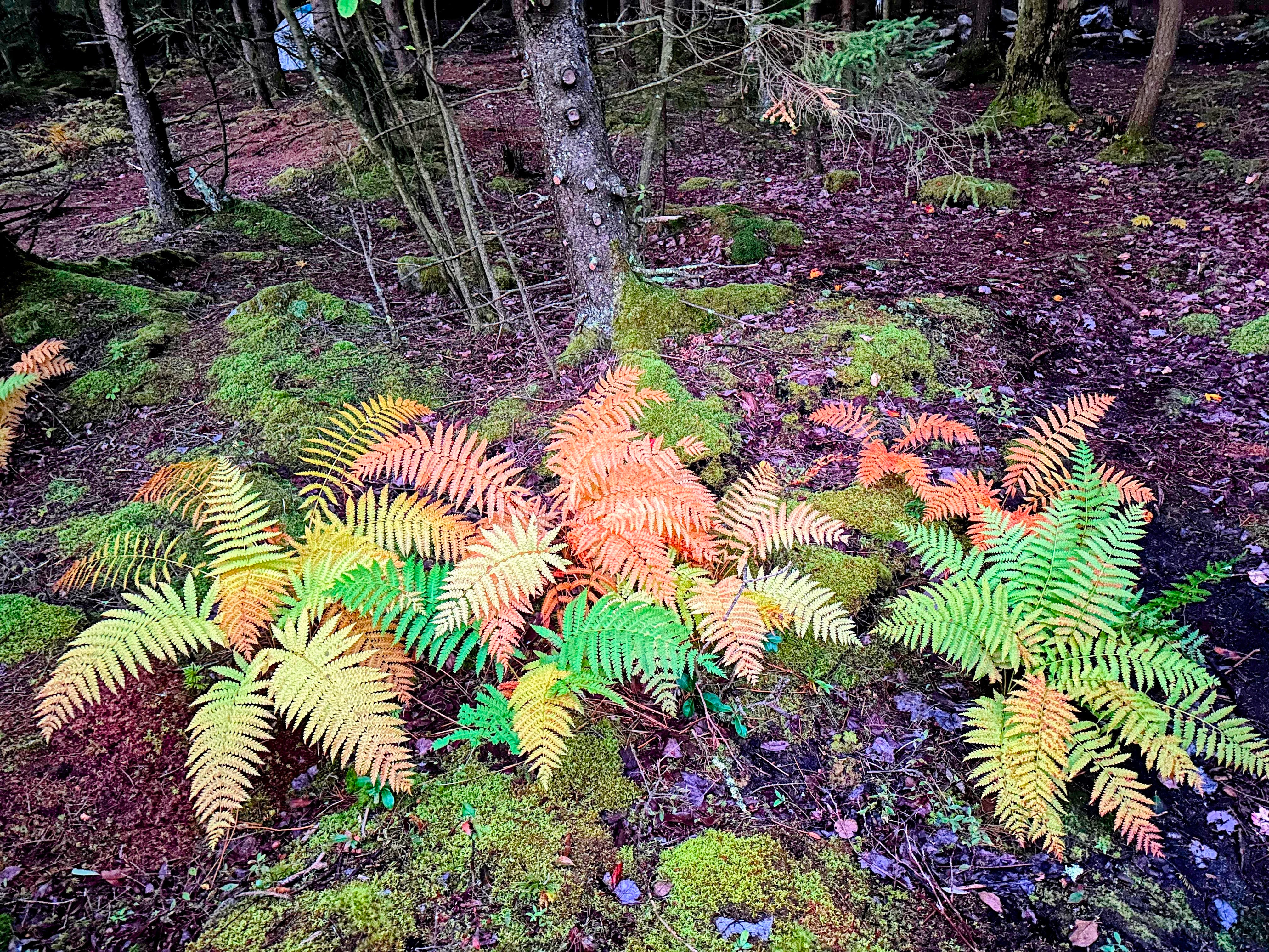 A group of ferns with vibrant yellow, orange, and green fronds growing on a dark, mossy forest floor.