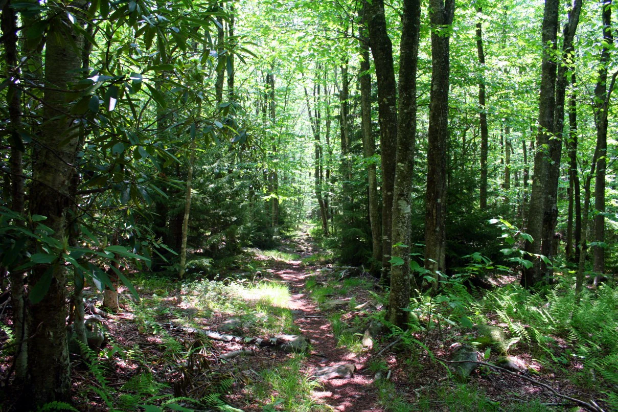 A dirt hiking trail leads into a densely forested area with sunlight filtering through the canopy onto the forest floor, featuring rhododendrons and various deciduous trees.