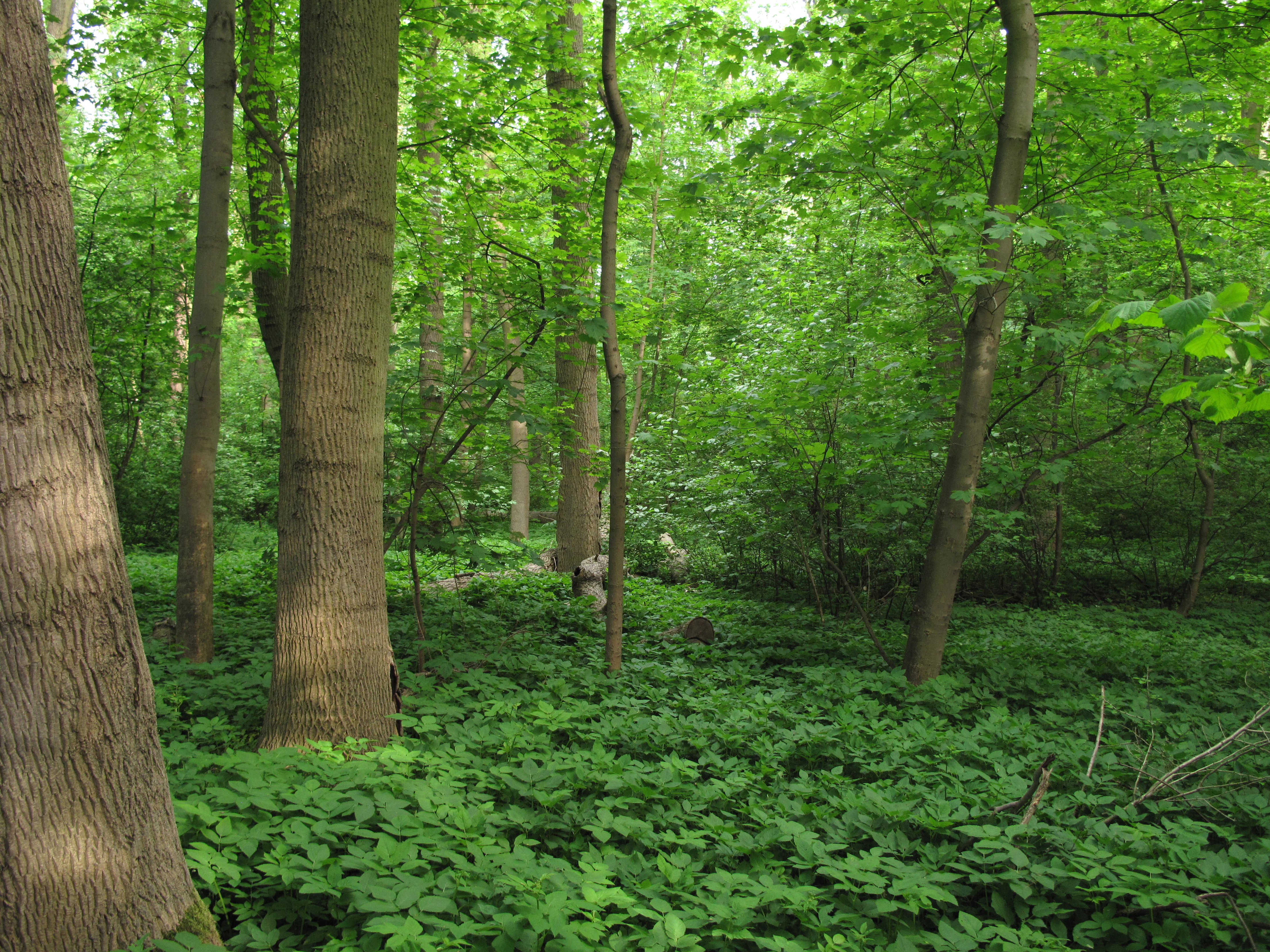 Louzek Nature Reserve flora