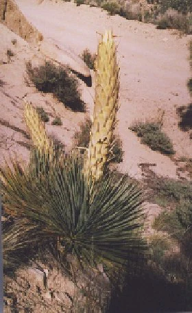 A Parry's beargrass plant with tall, cylindrical yellow flower stalks rising from a base of pointed, green leaves in a sandy desert landscape.