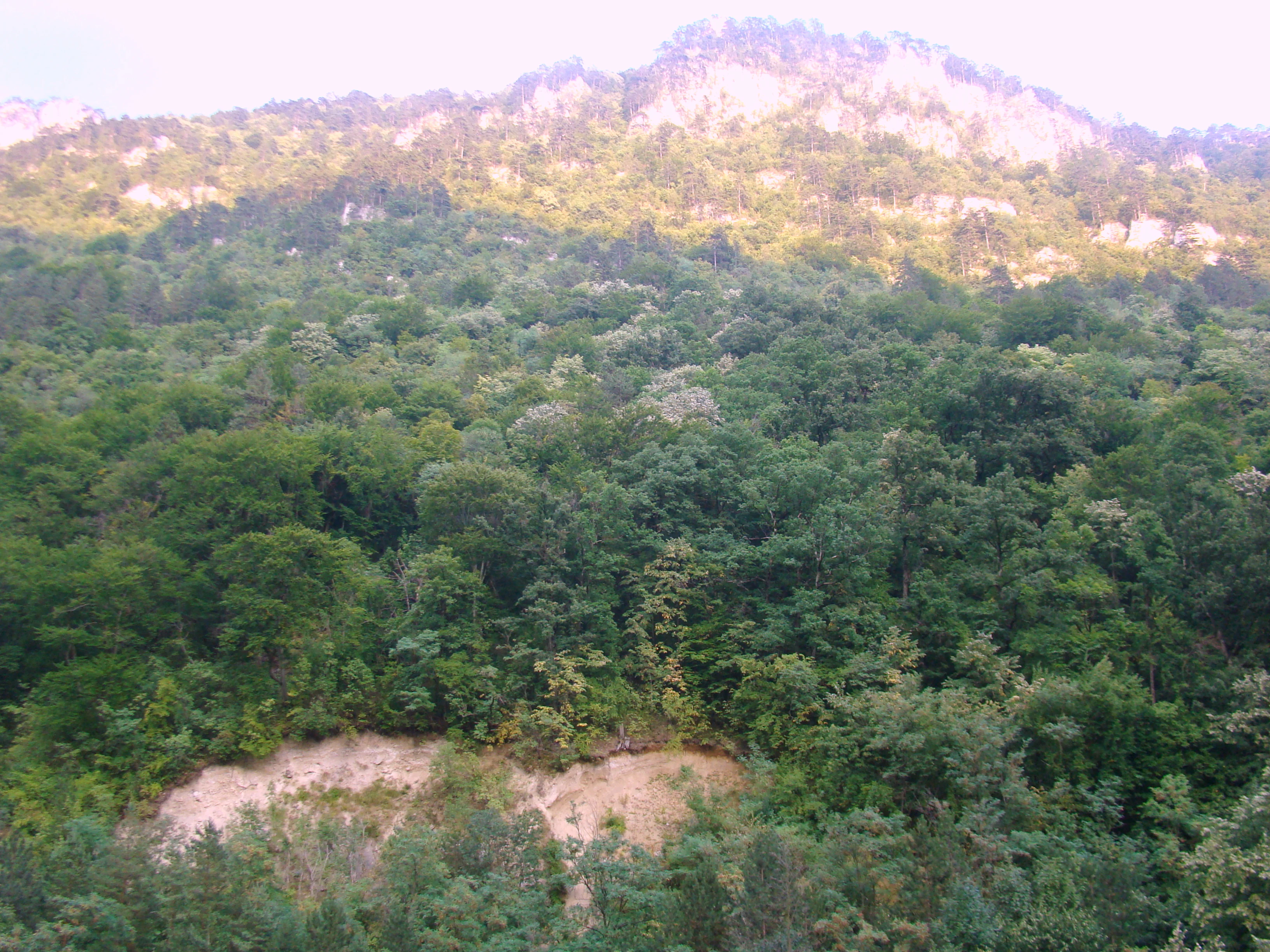 A wide view of dense green forest covering mountain slopes with a rocky peak in the background