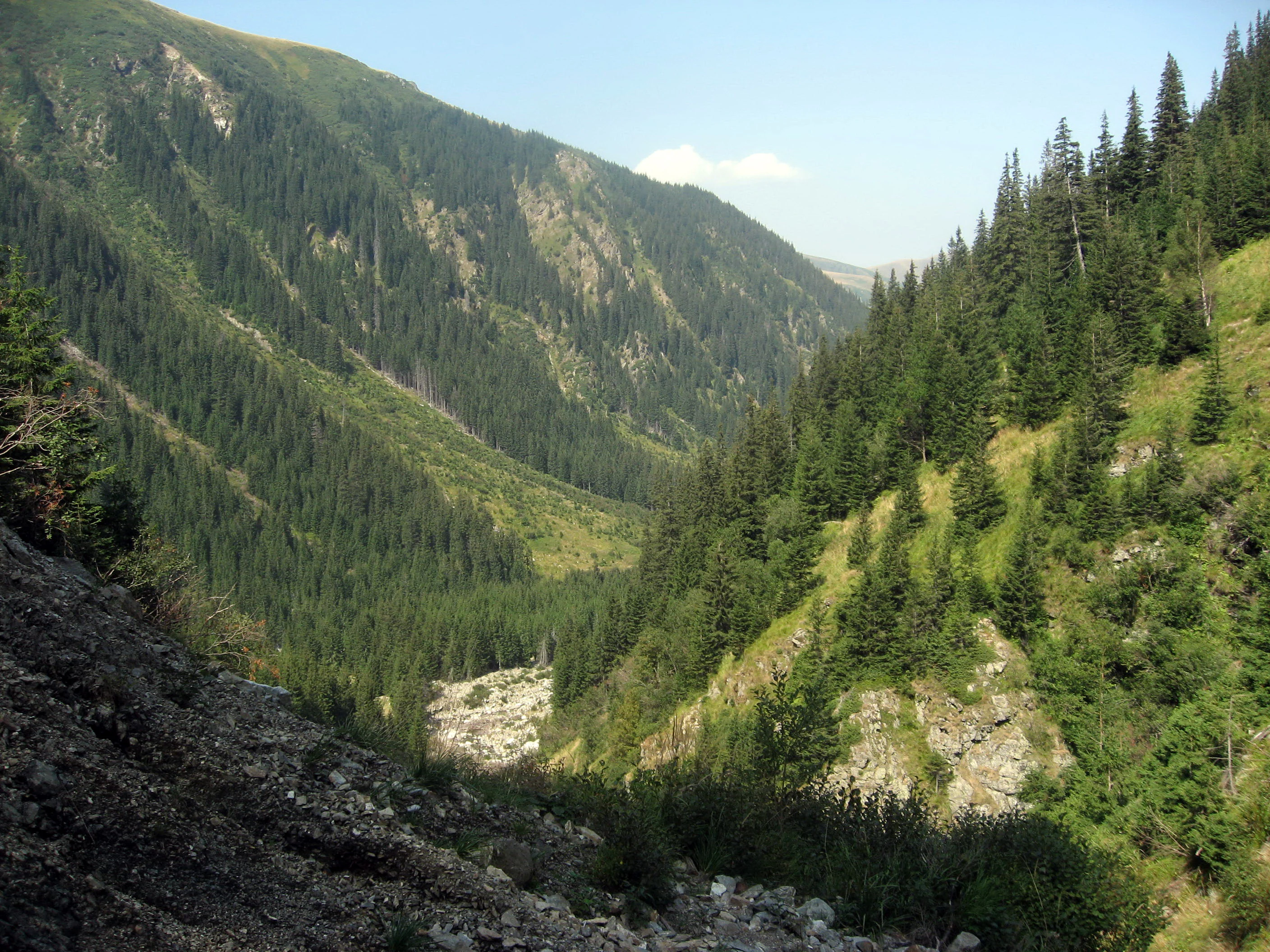 Mountainous valley with dense coniferous forests, rocky terrain, and clear blue sky