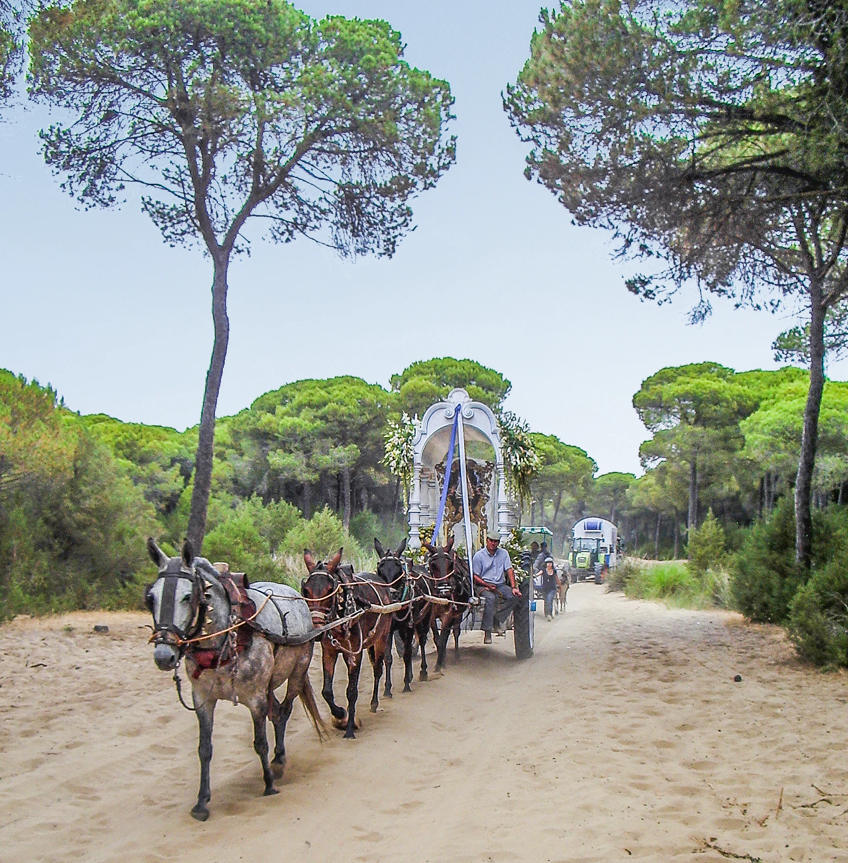 Horse-drawn carriage with floral decorations traveling on sandy path through pine forest with people visible on the carriage