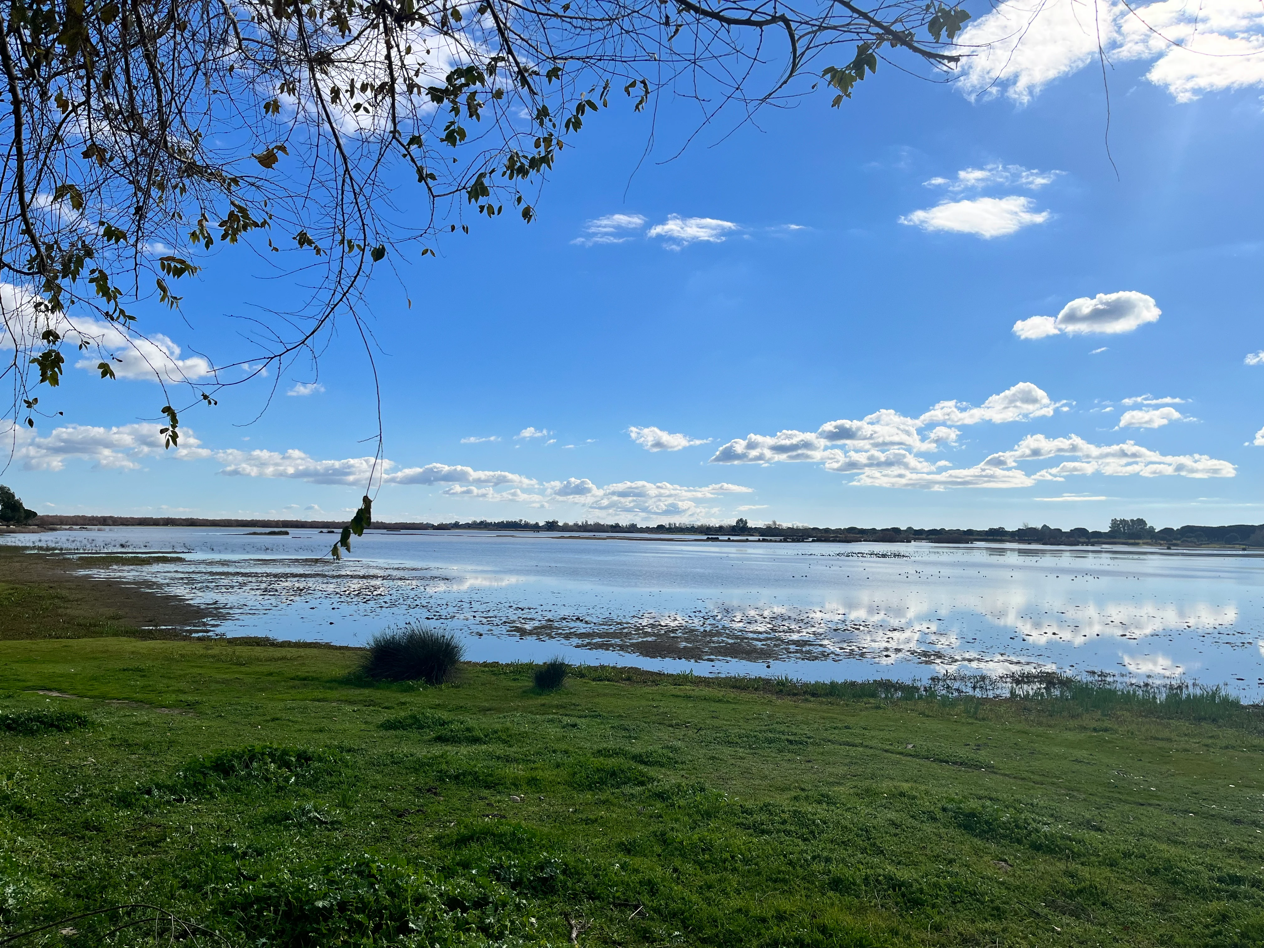 A marsh landscape with a body of water, green grassy areas, trees, and a blue sky with scattered clouds