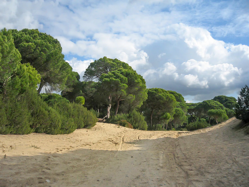 Sandy road winding through dense pine forest with scattered trees under a partly cloudy sky