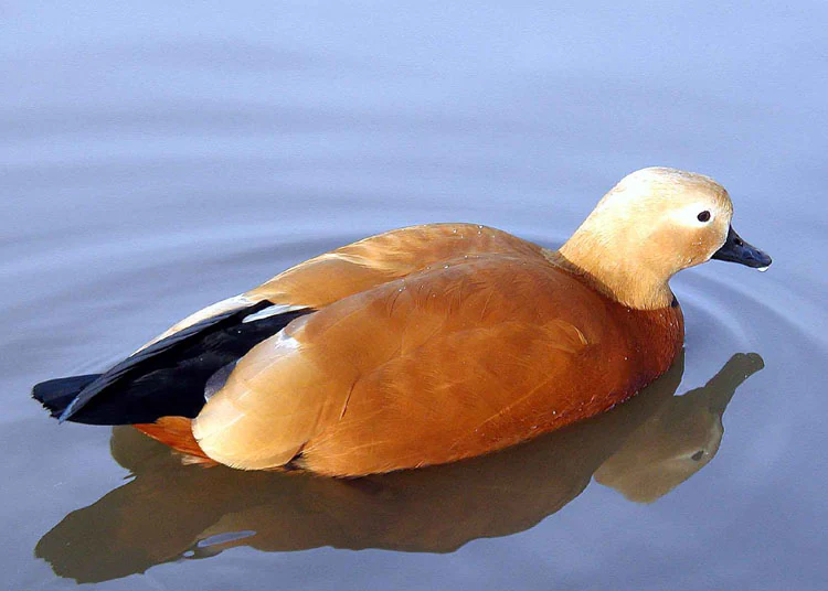 Ruddy Shelduck with brown body and black tail feathers swimming on calm water