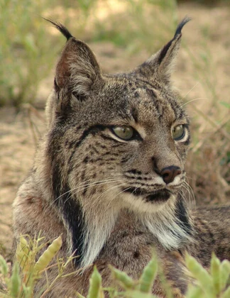 Close-up of a lynx with tufted ears and spotted fur resting in grassy vegetation