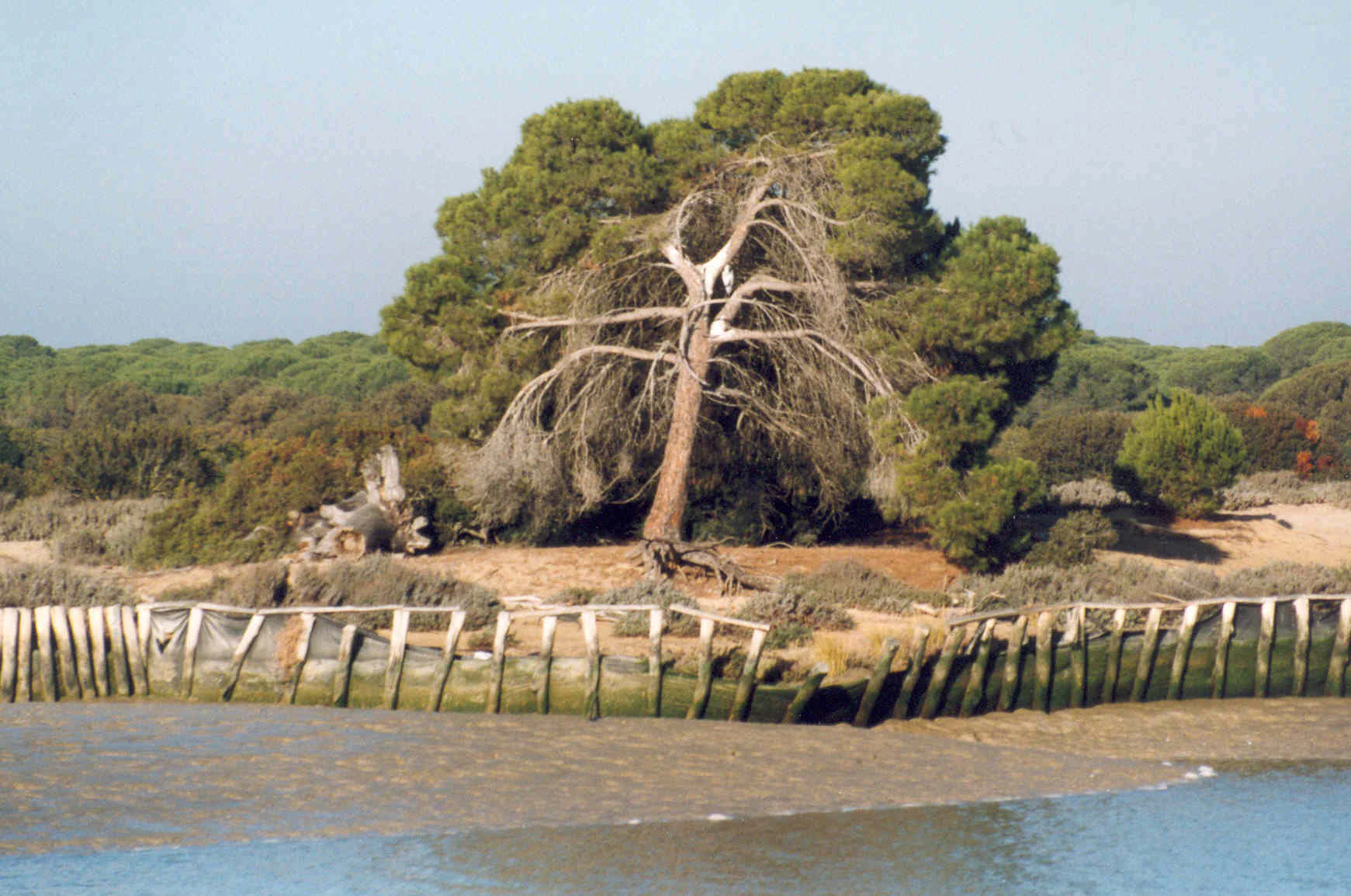 River with brown water, wooden piling embankment, large tree with sparse branches, and dense green trees in the background