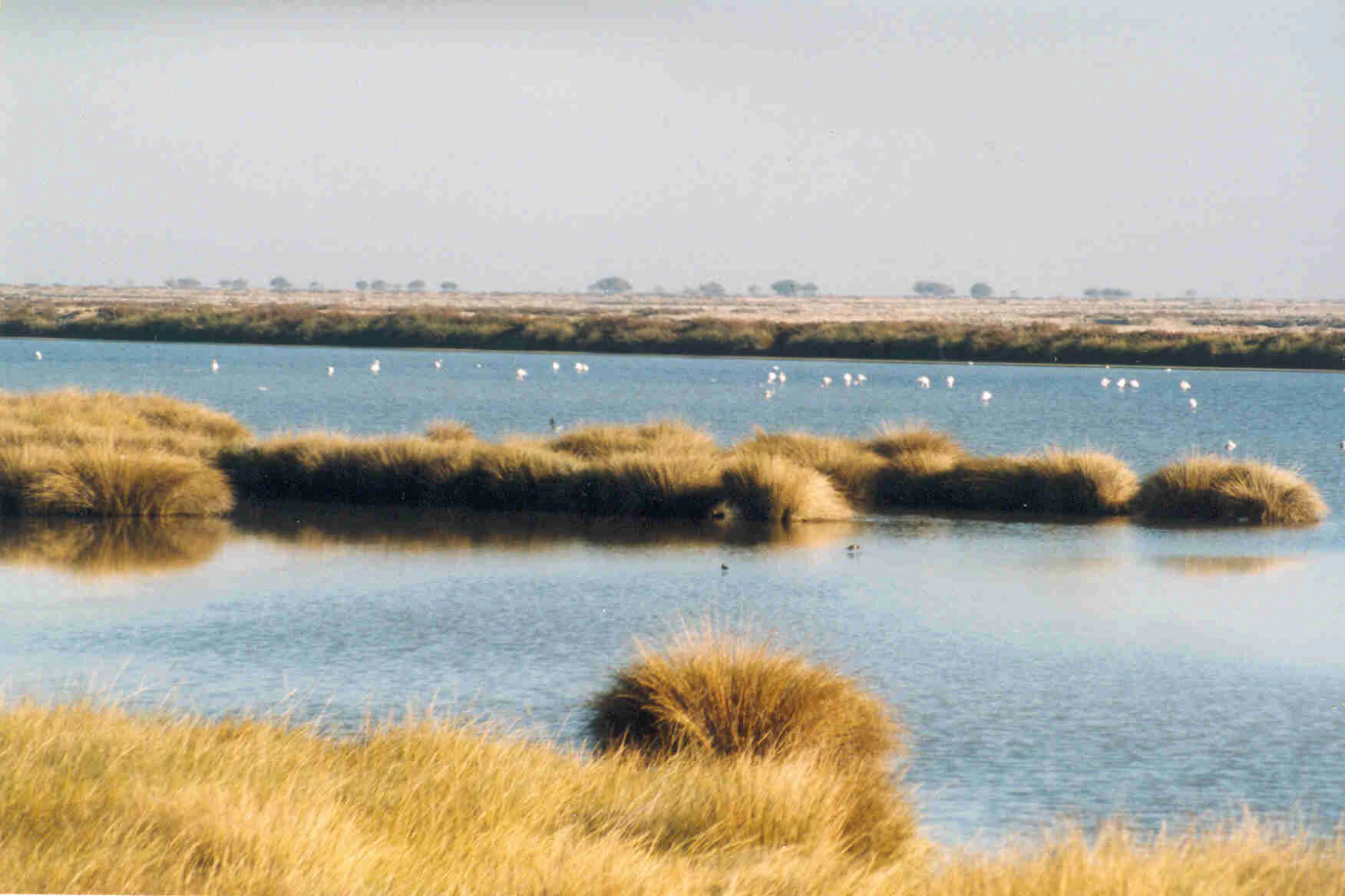 Calm water with patches of tall golden reeds and birds visible in the distance