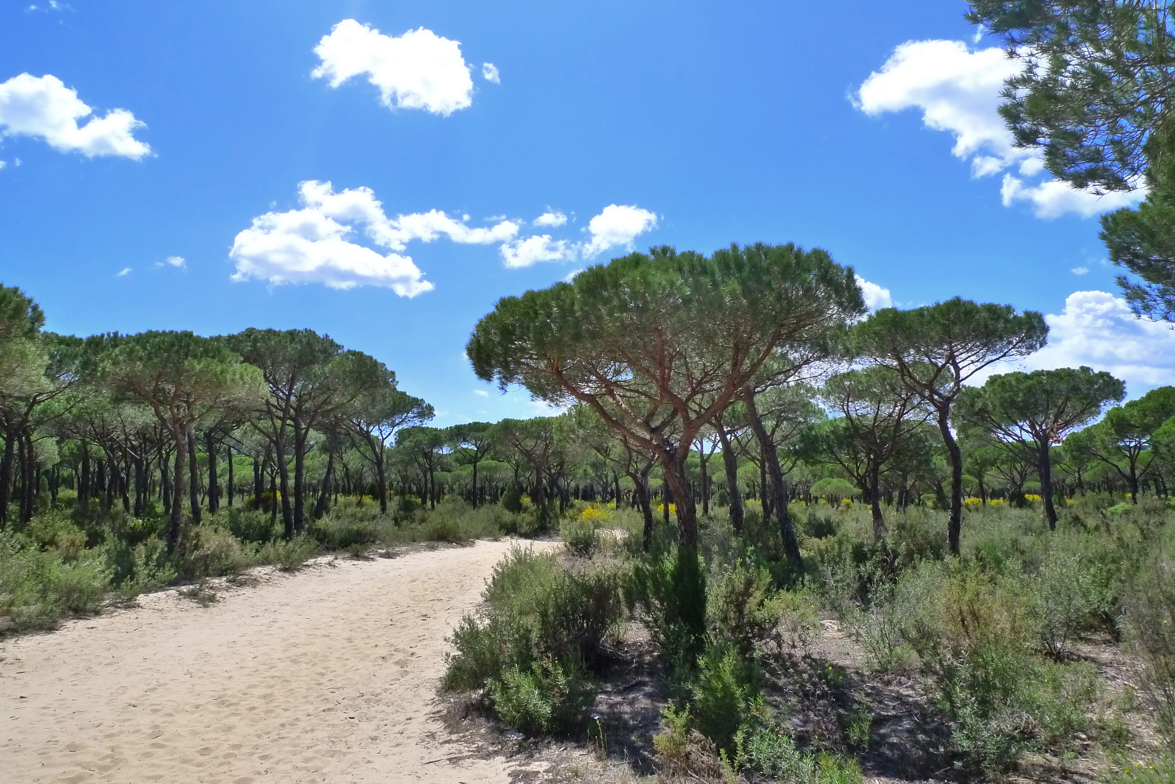 Sandy trail through a pine forest in Doñana National Park with clear blue sky and scattered clouds.
