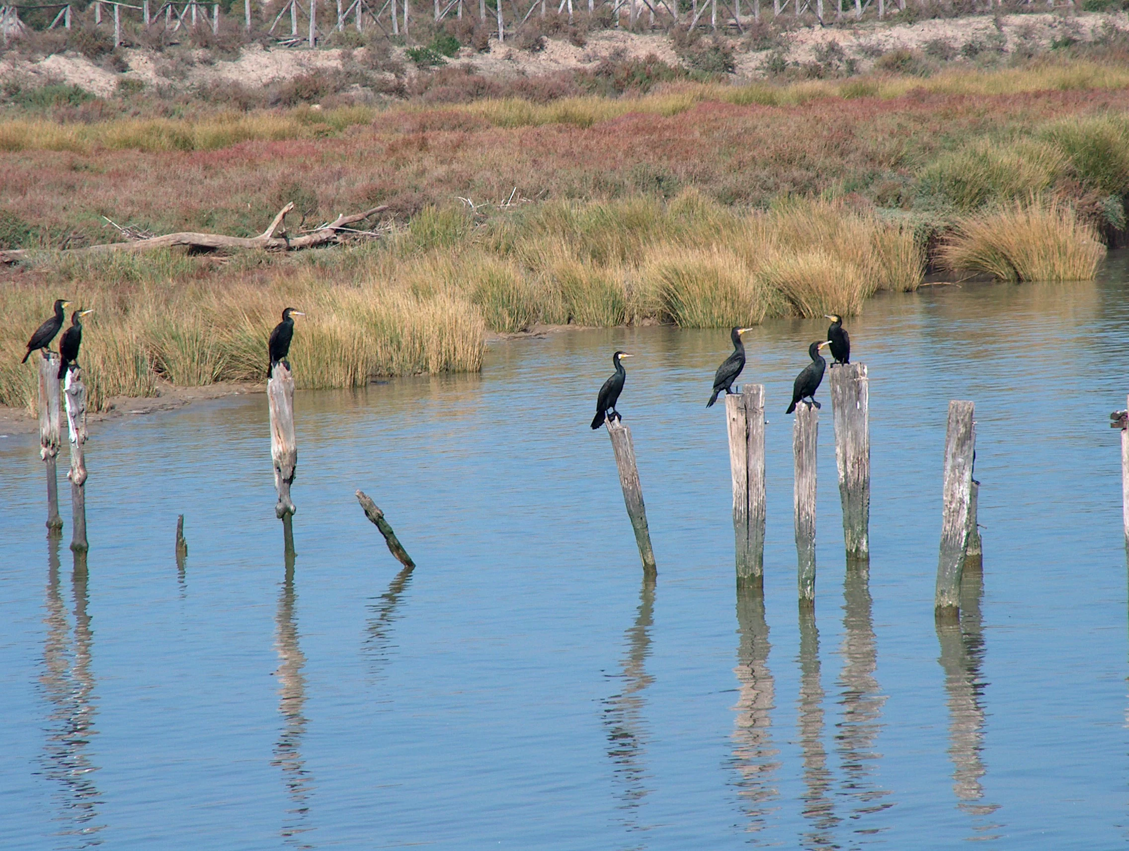 Great Cormorants perched on wooden posts in calm water with marshland vegetation in the background.