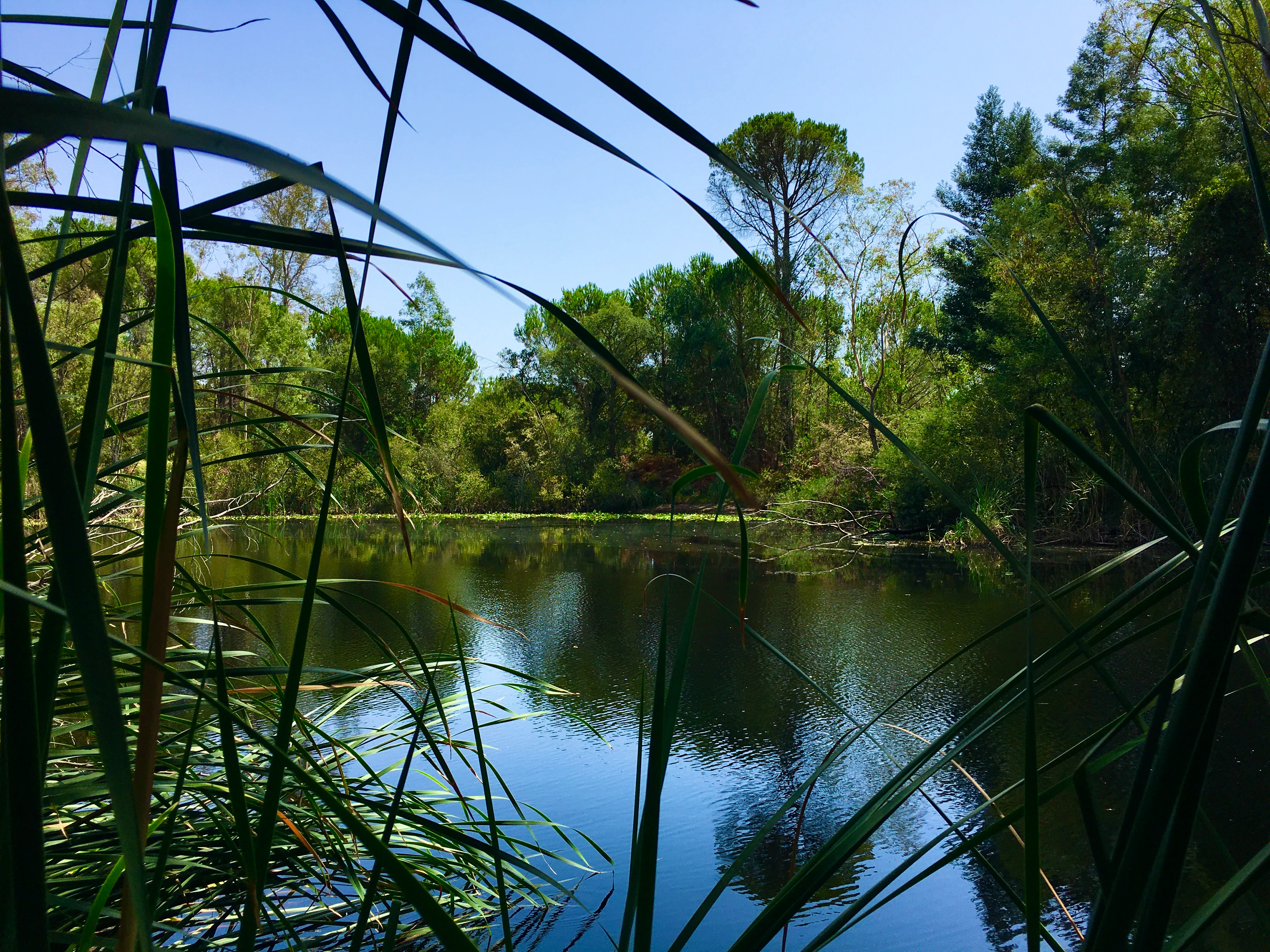 Tall reeds in foreground with a calm lake reflecting trees and sky