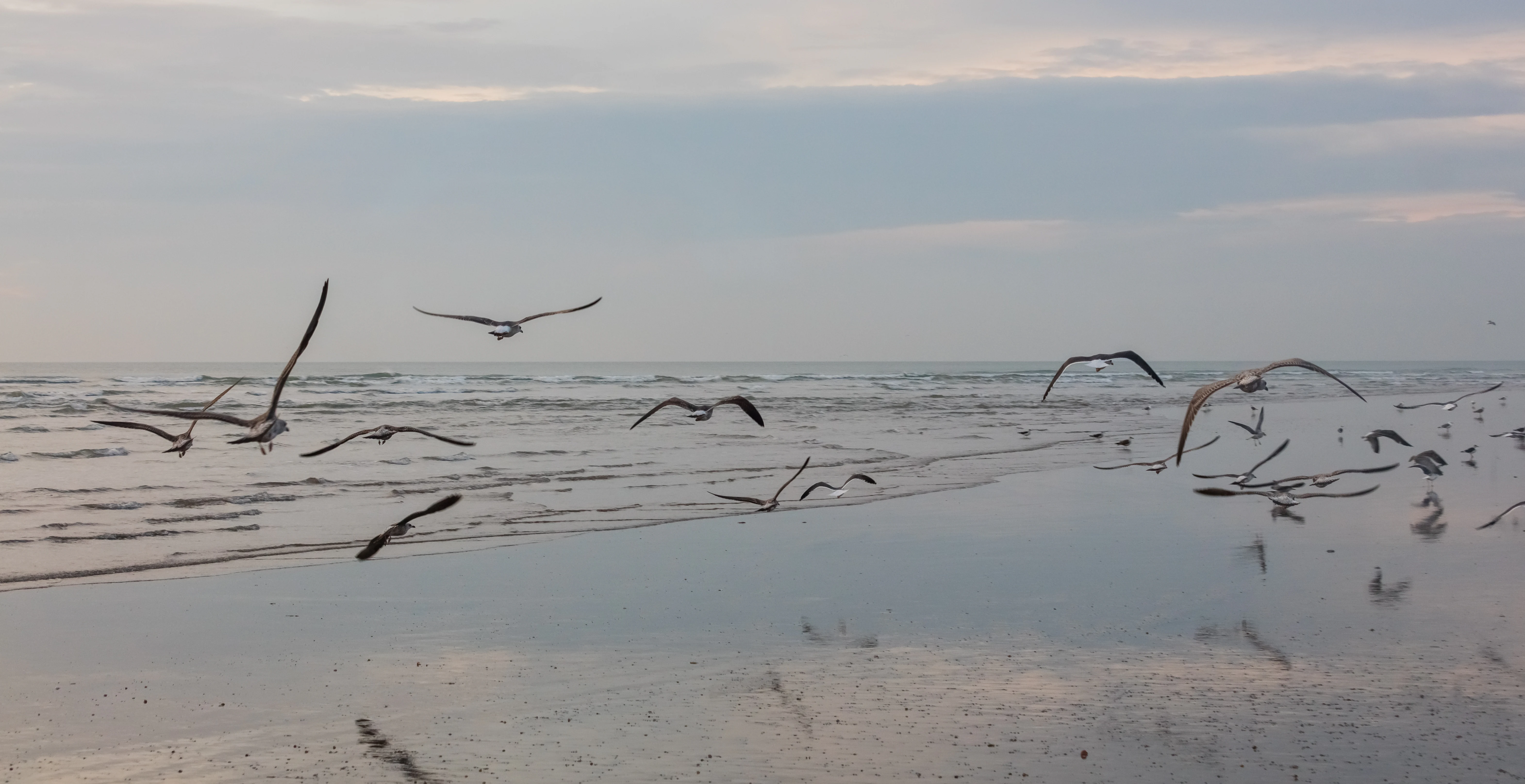 Seagulls flying over a shallow water wetland with sand and scattered debris under a partly cloudy sky