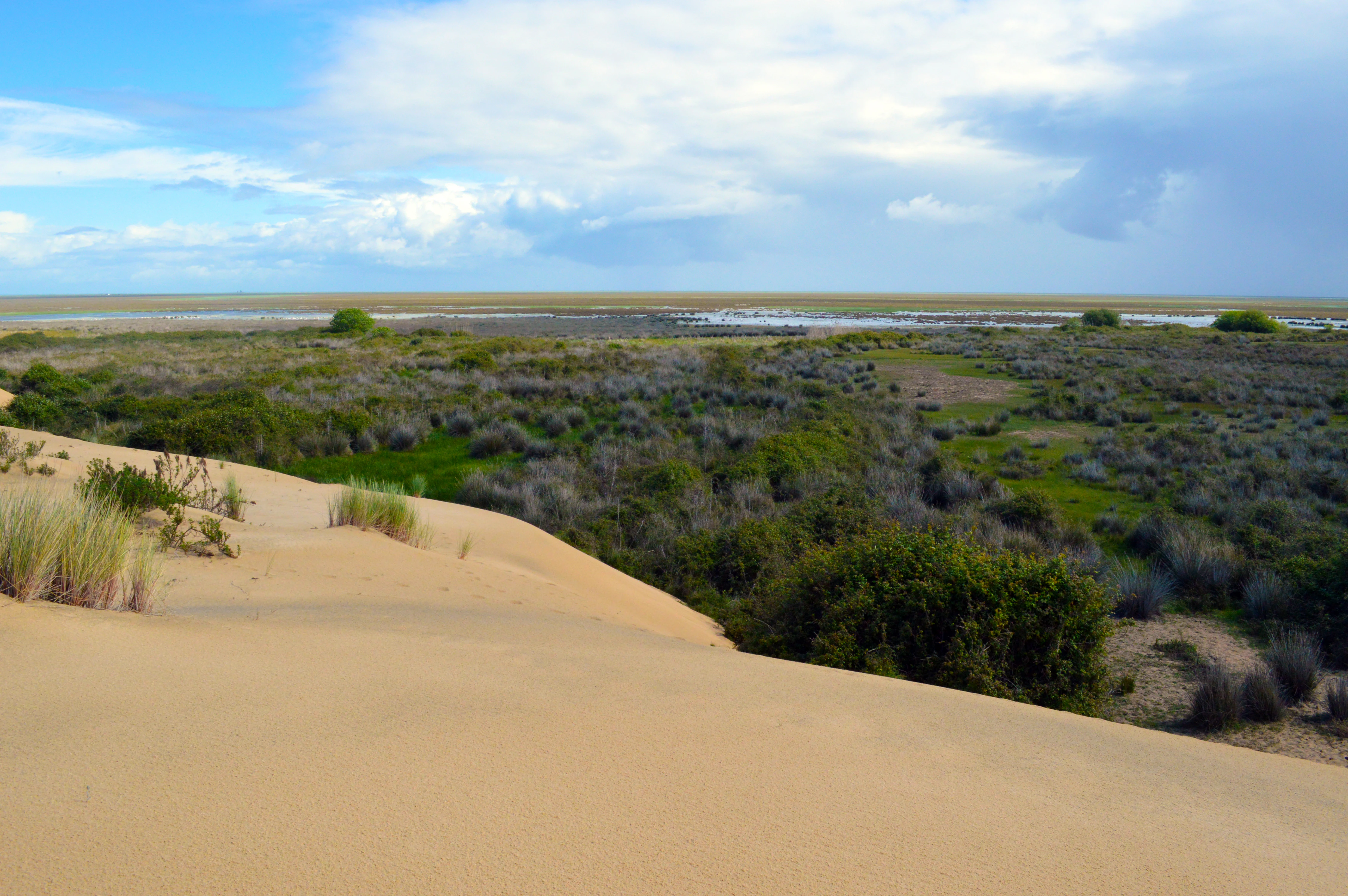 Sand dunes and marshland landscape with scattered vegetation under a partly cloudy sky