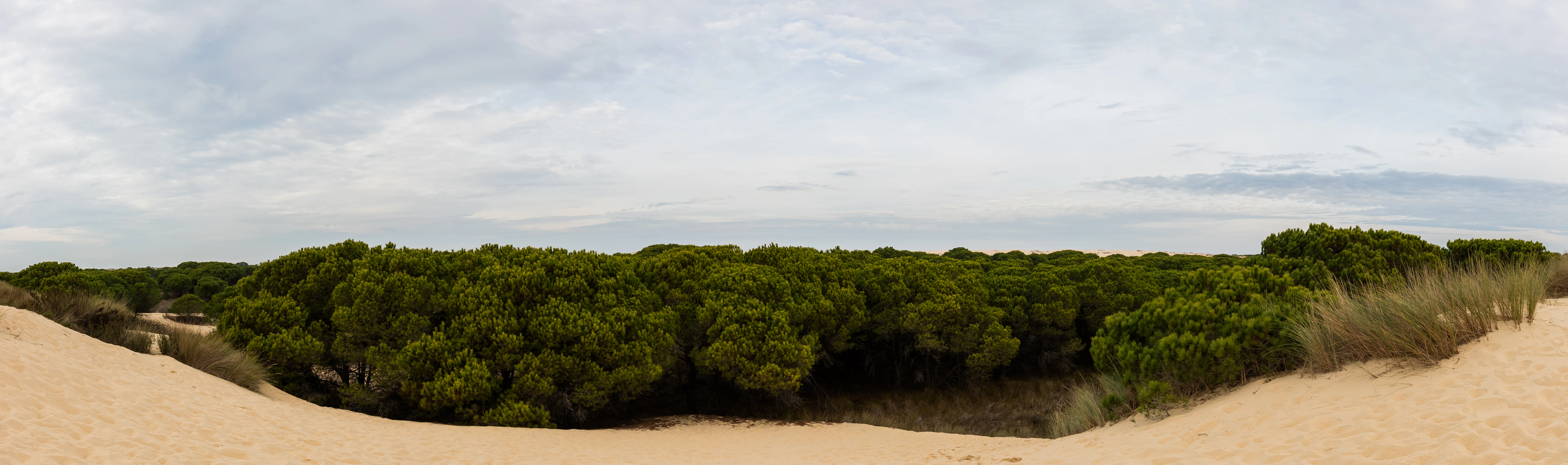 Sand dunes in the foreground, dense green scrubland, and overcast sky in Doñana National Park