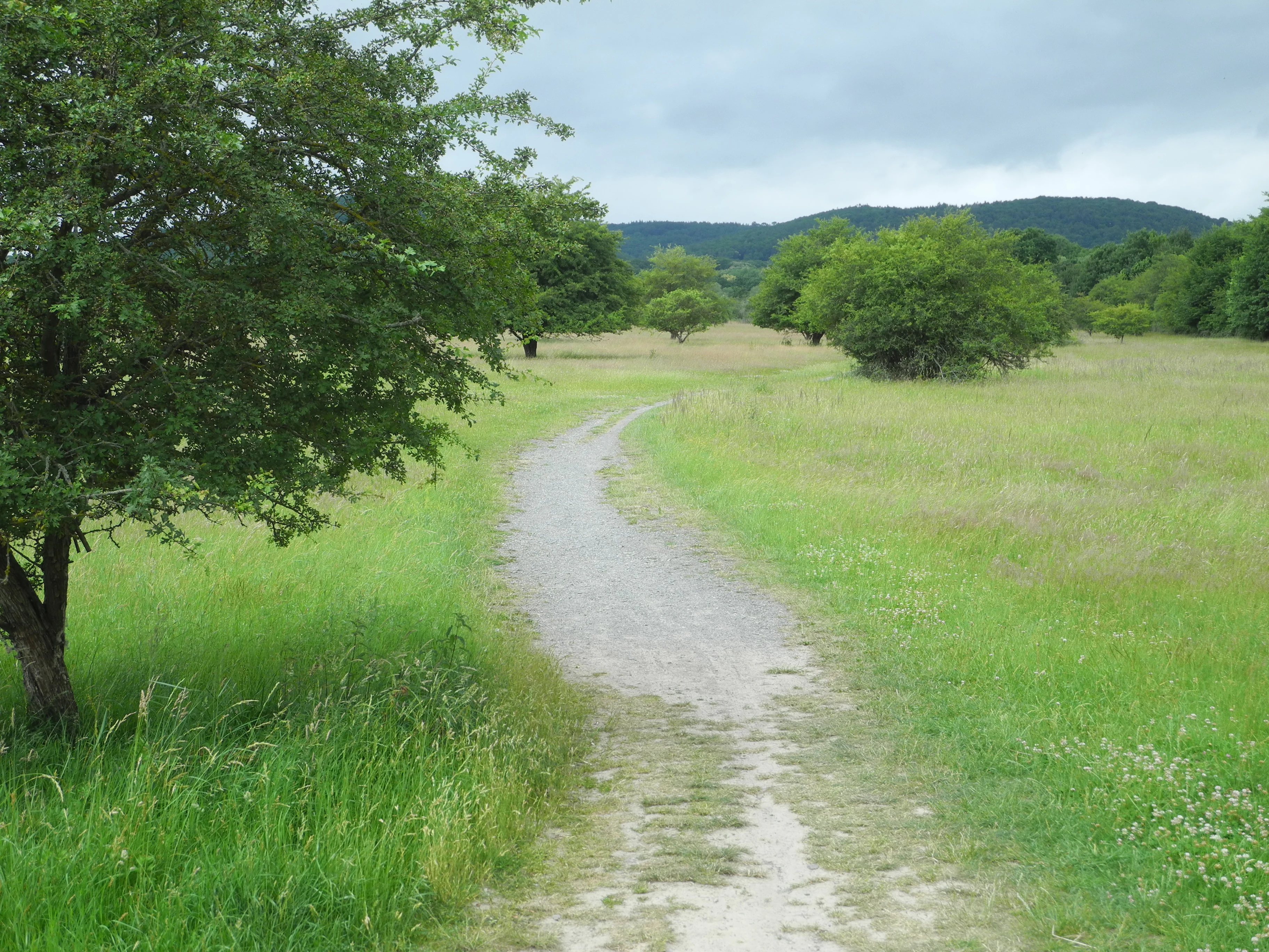 A dirt path leading into a green open field with scattered trees and distant hills under a cloudy sky.