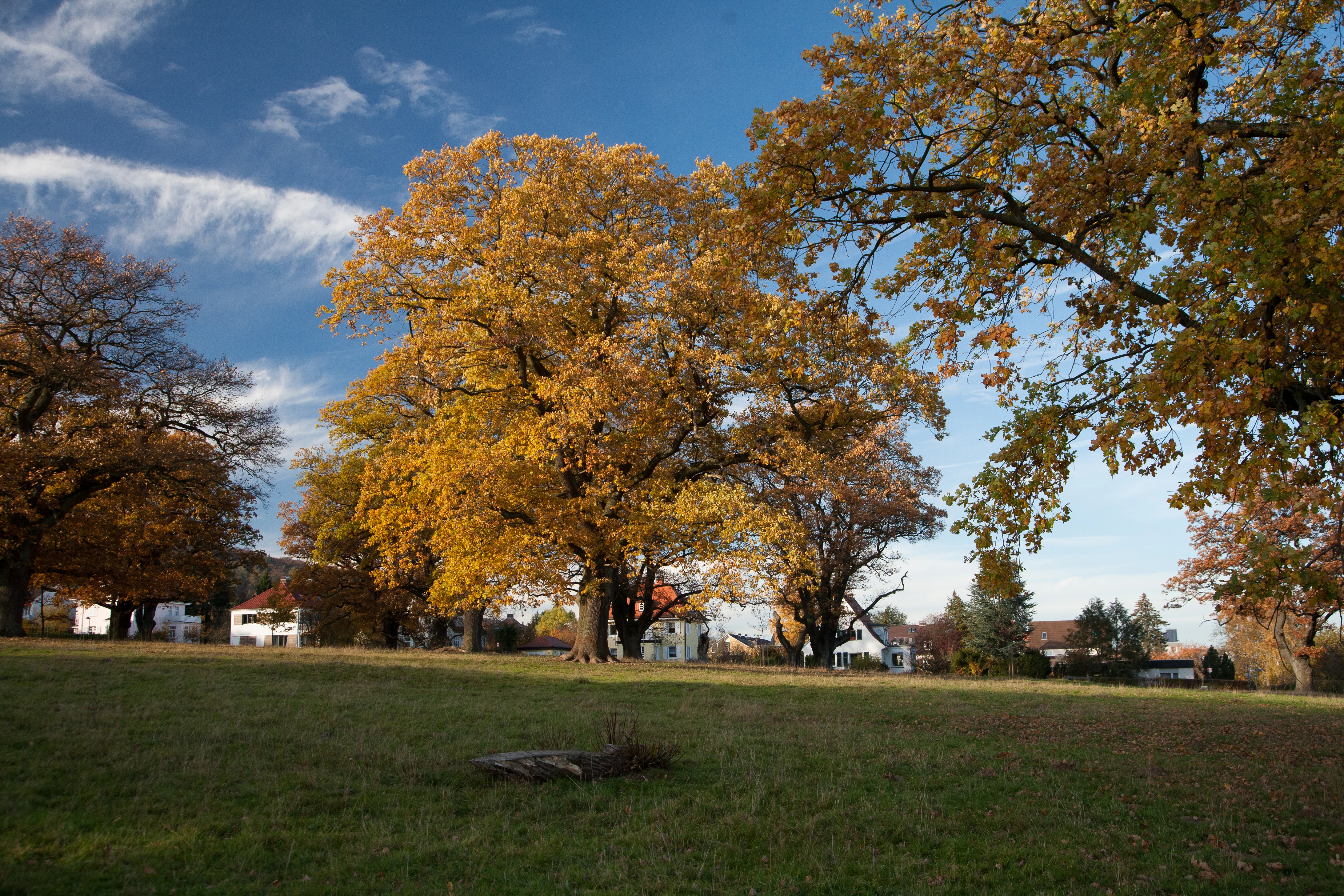 A meadow with large, mature trees featuring vibrant yellow and gold autumn leaves, with houses visible in the background under a blue sky.