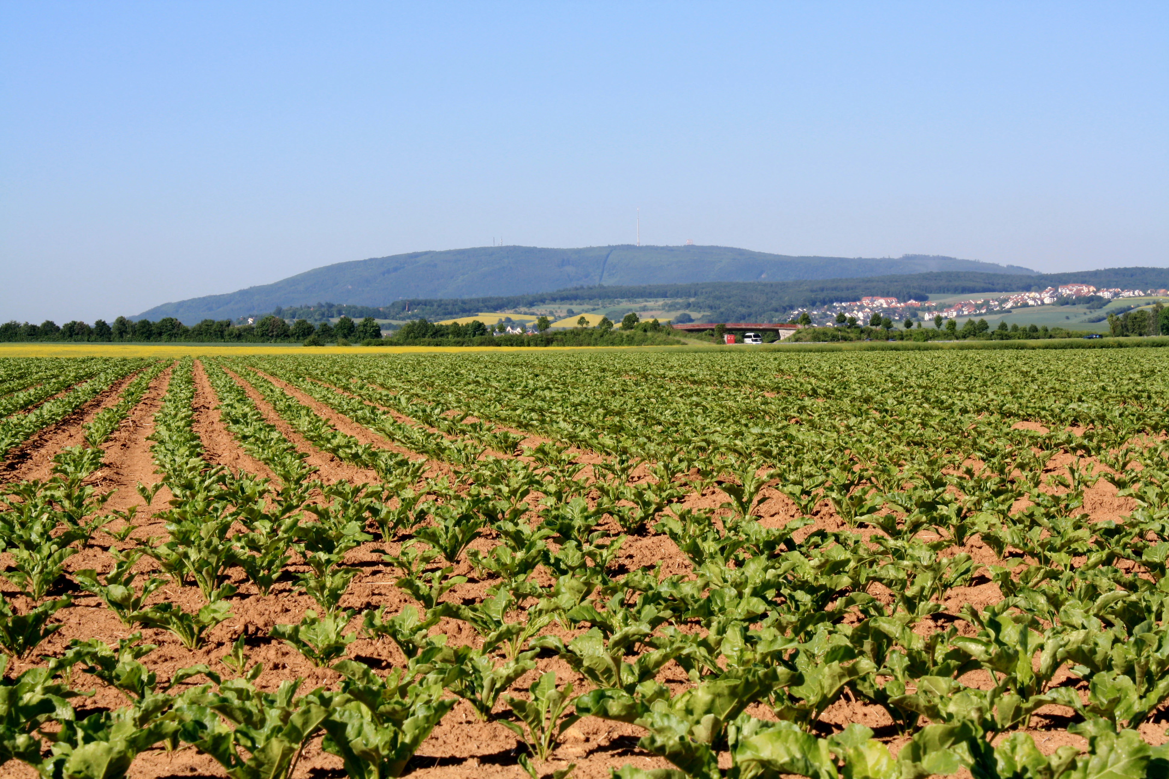 A wide shot of a green, rowed agricultural field in the foreground leading to the Donnersberg mountain massif in the distance under a clear blue sky.