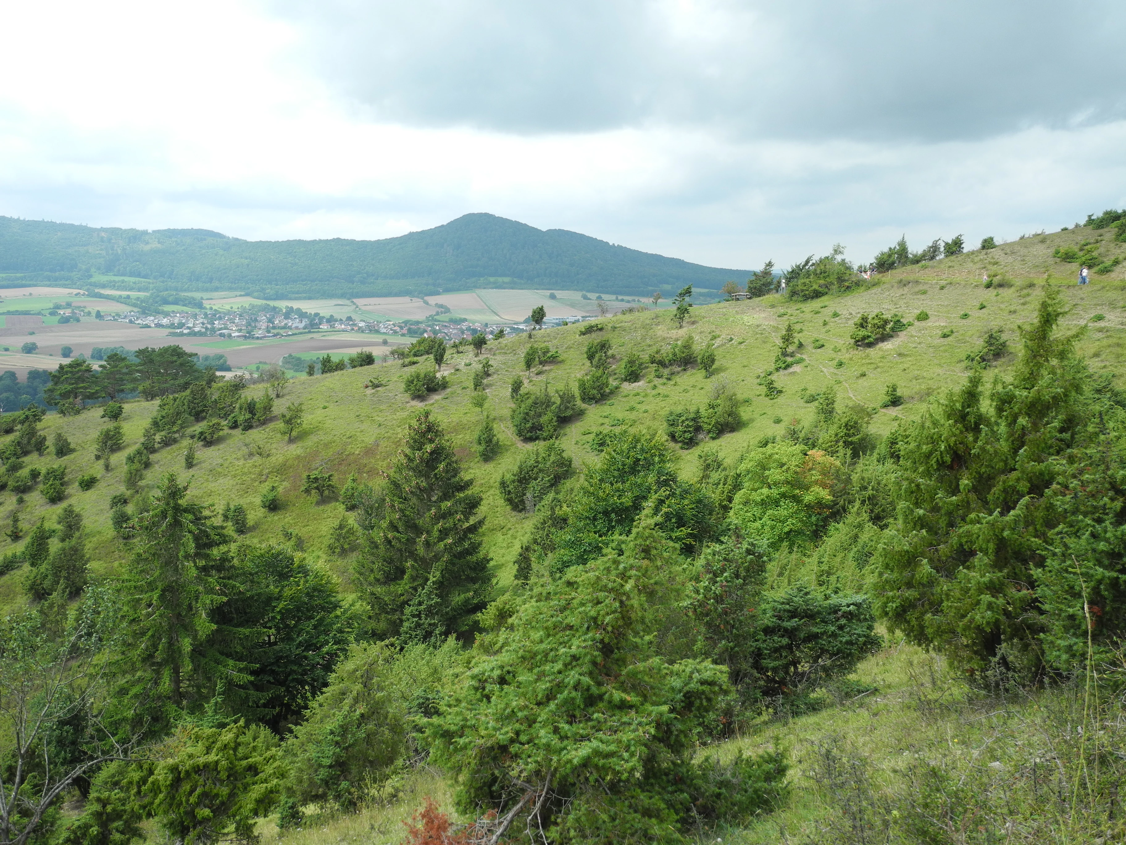 Una vista amplia del paisaje de una ladera verde y cubierta de hierba, salpicada de arbustos de enebro y árboles dispersos bajo un cielo nublado.