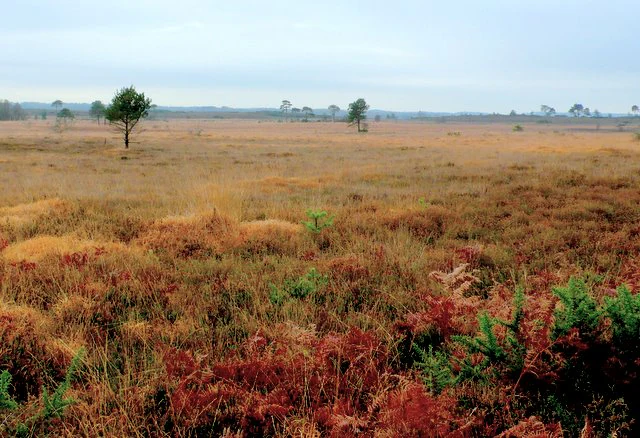 Wide view of a sprawling open heathland with low shrubs and grasses in shades of brown and rust, under a muted overcast sky with scattered trees in the distance.