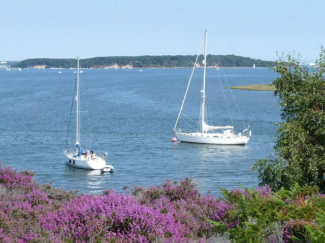 A wide shot across a calm bay with two sailboats anchored, framed by purple heather in the foreground and a forested island in the background.