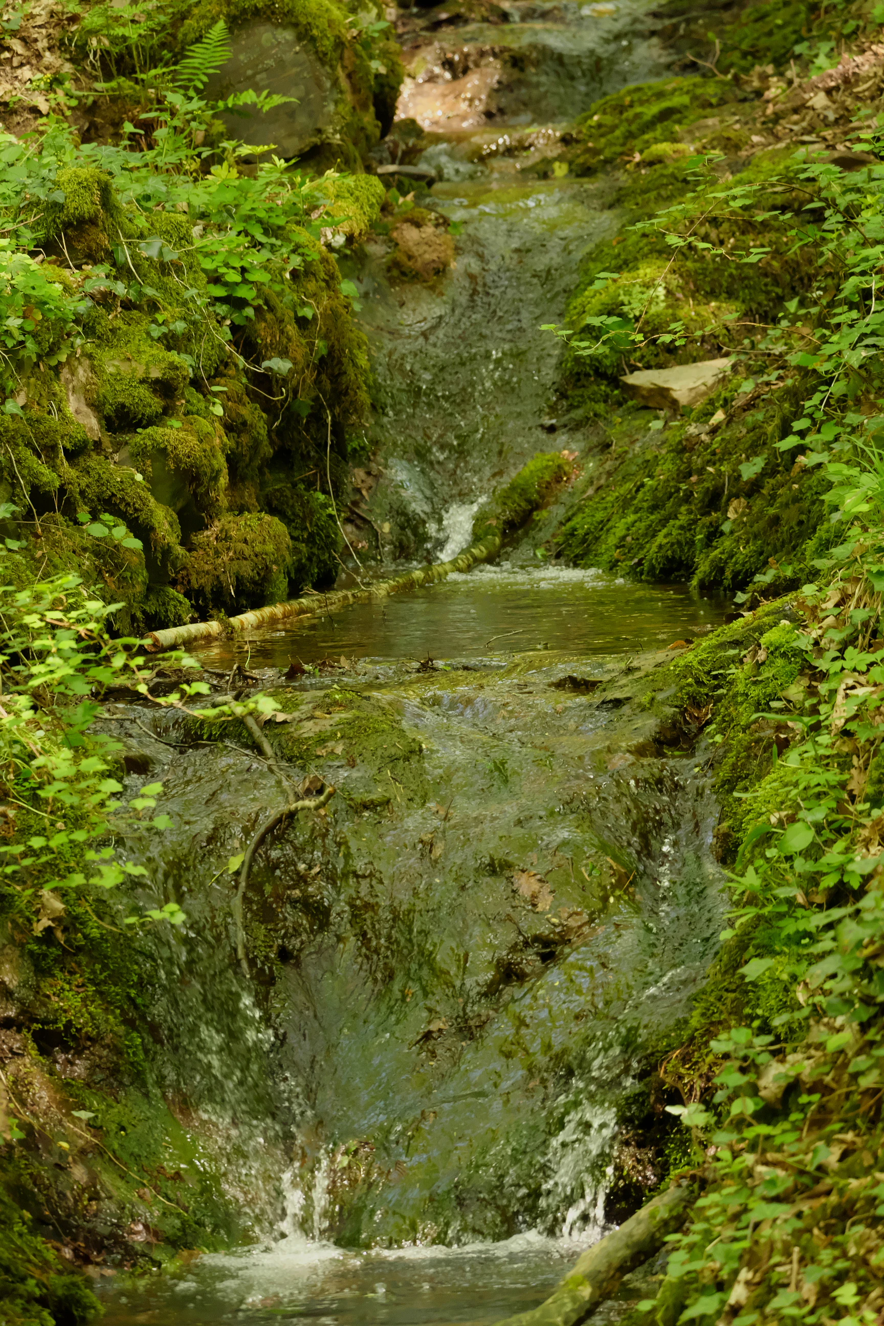 A small cascading waterfall flows down over dark moss-covered rocks in a lush, green forest setting.