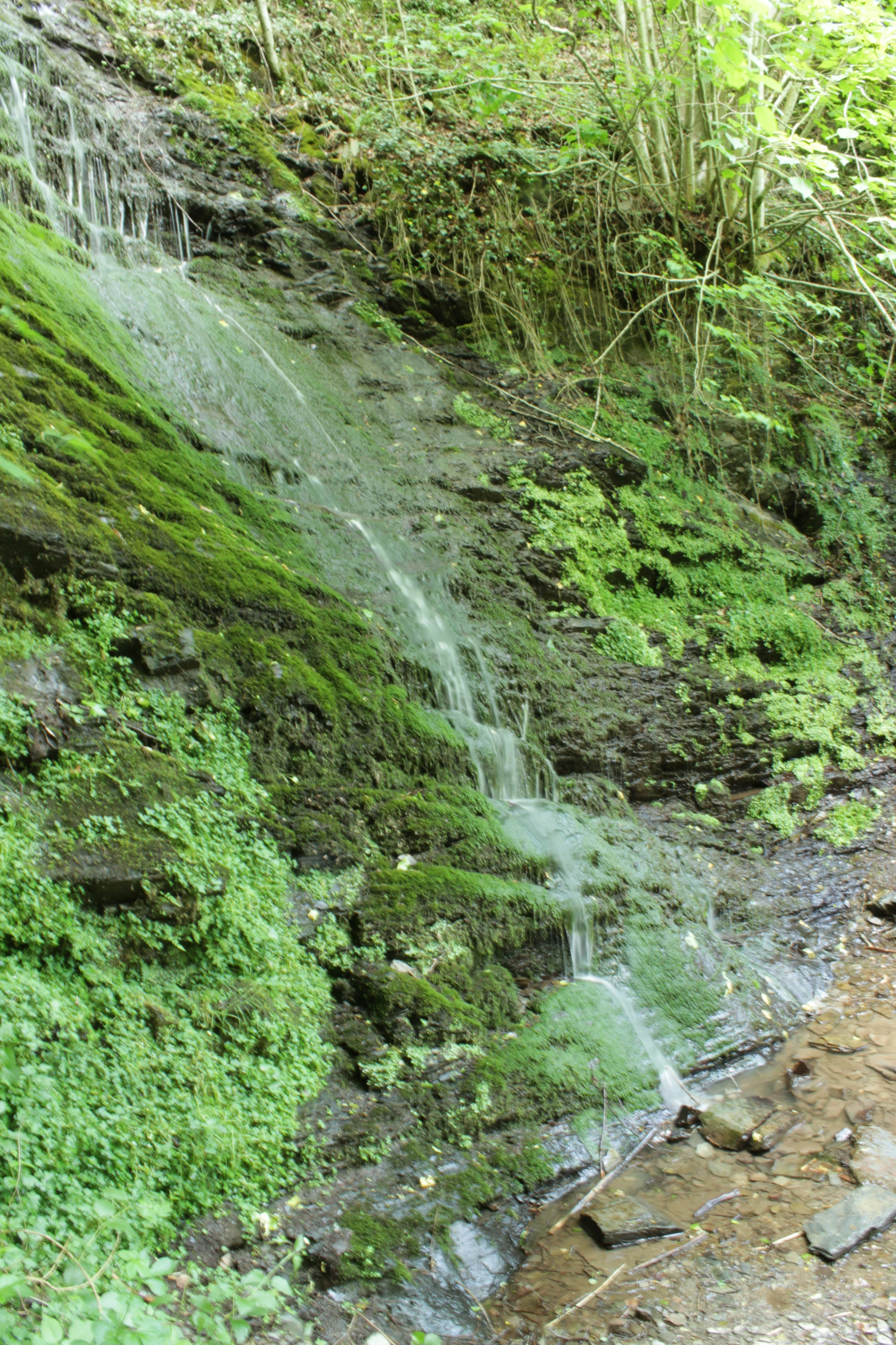 A small, thin waterfall trickles over a dark, layered rock cliff covered in bright green moss and lush vegetation.