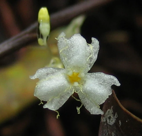 White flower with yellow center and dew droplets, small yellow insect on branch in background
