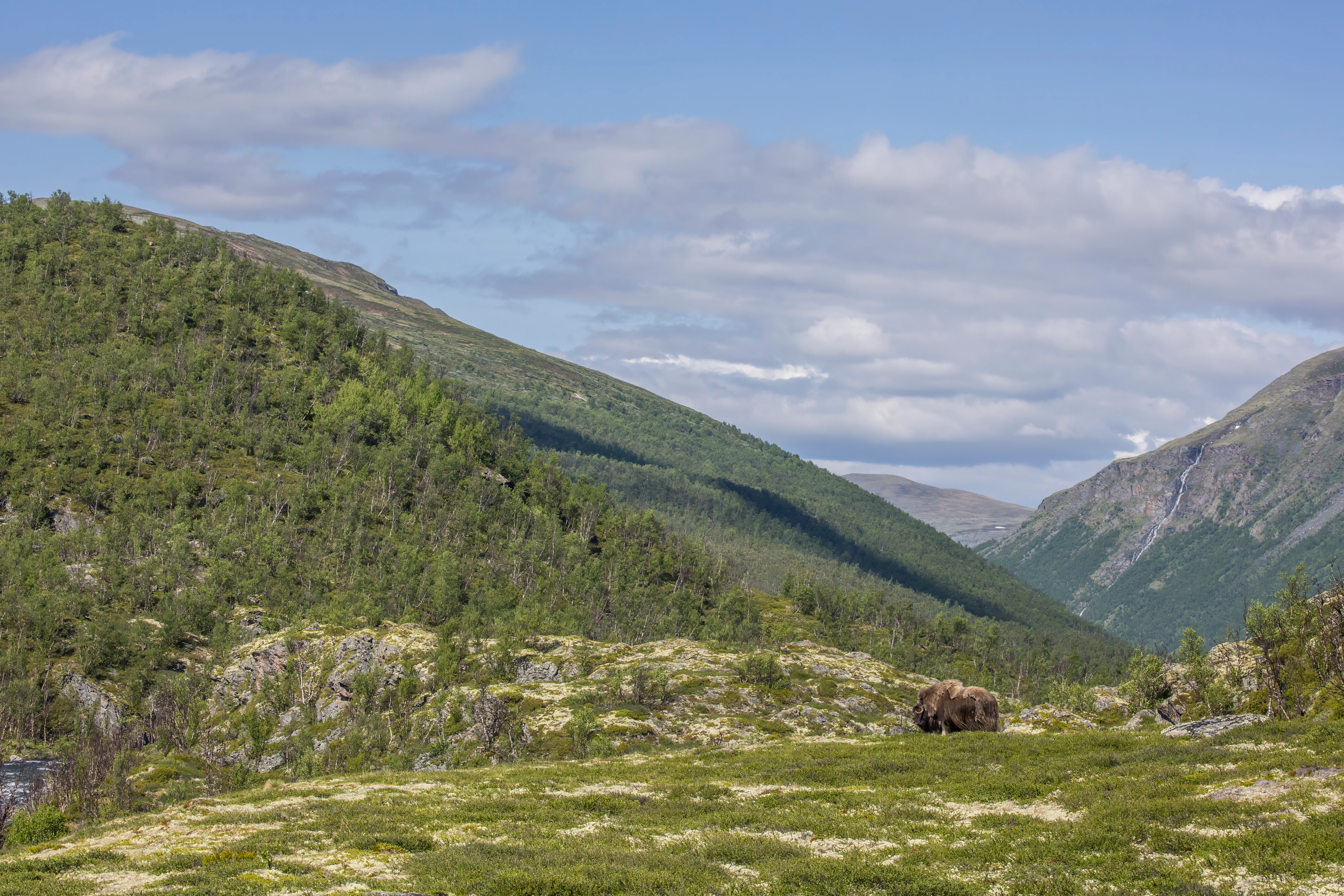 A male muskox standing in a grassy field with mountains and forests in the background