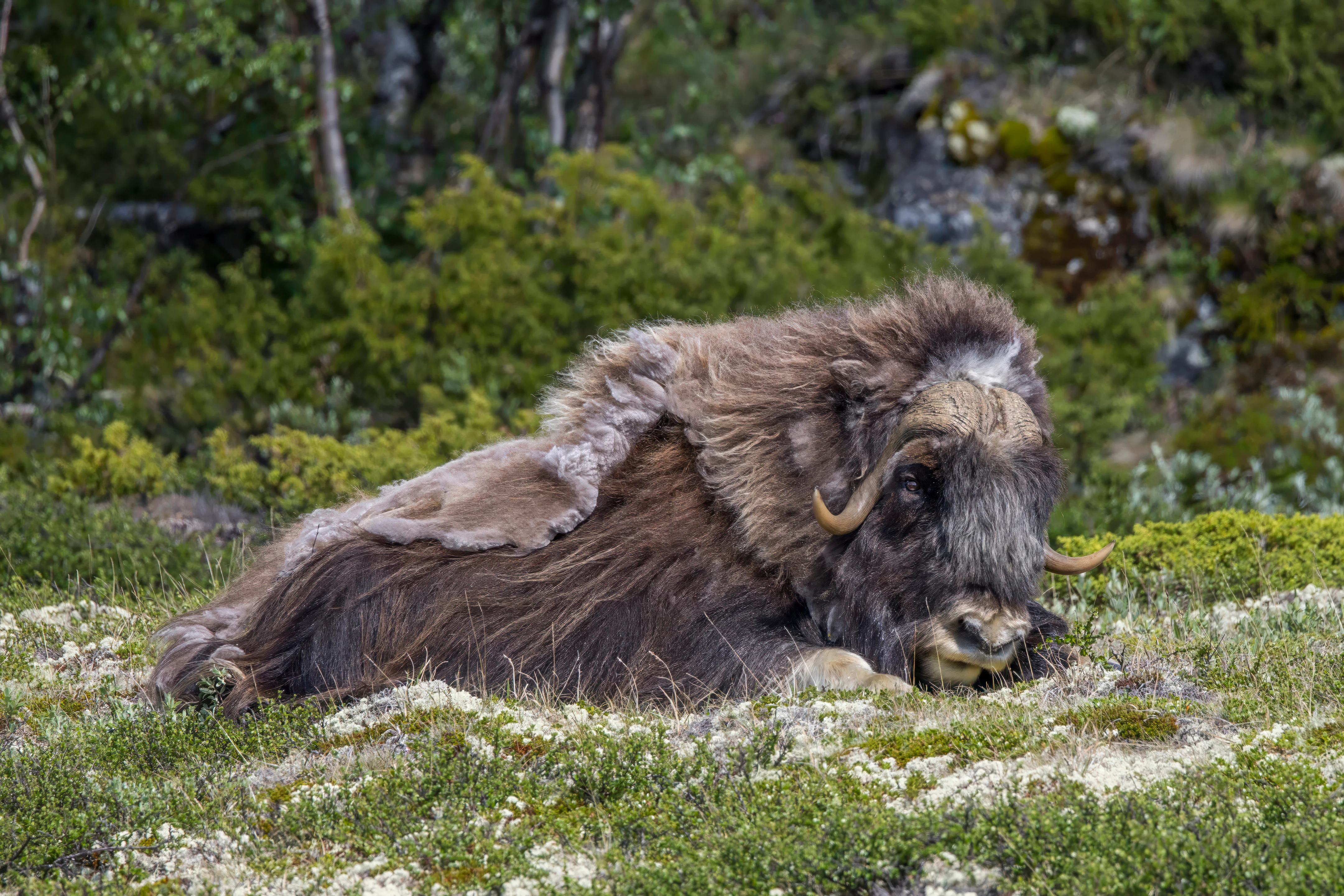 A muskox with thick brown fur and curved horns lies on grassy, rocky terrain with green shrubs in the background