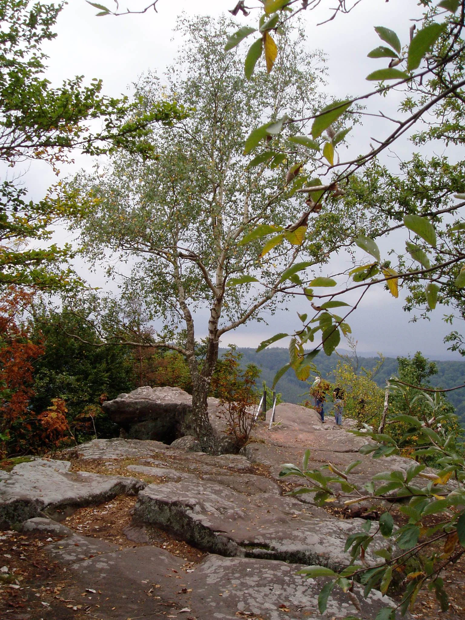 A dirt hiking trail winding across a flat sandstone rock formation with a slender birch tree in the center and hikers walking in the distance.