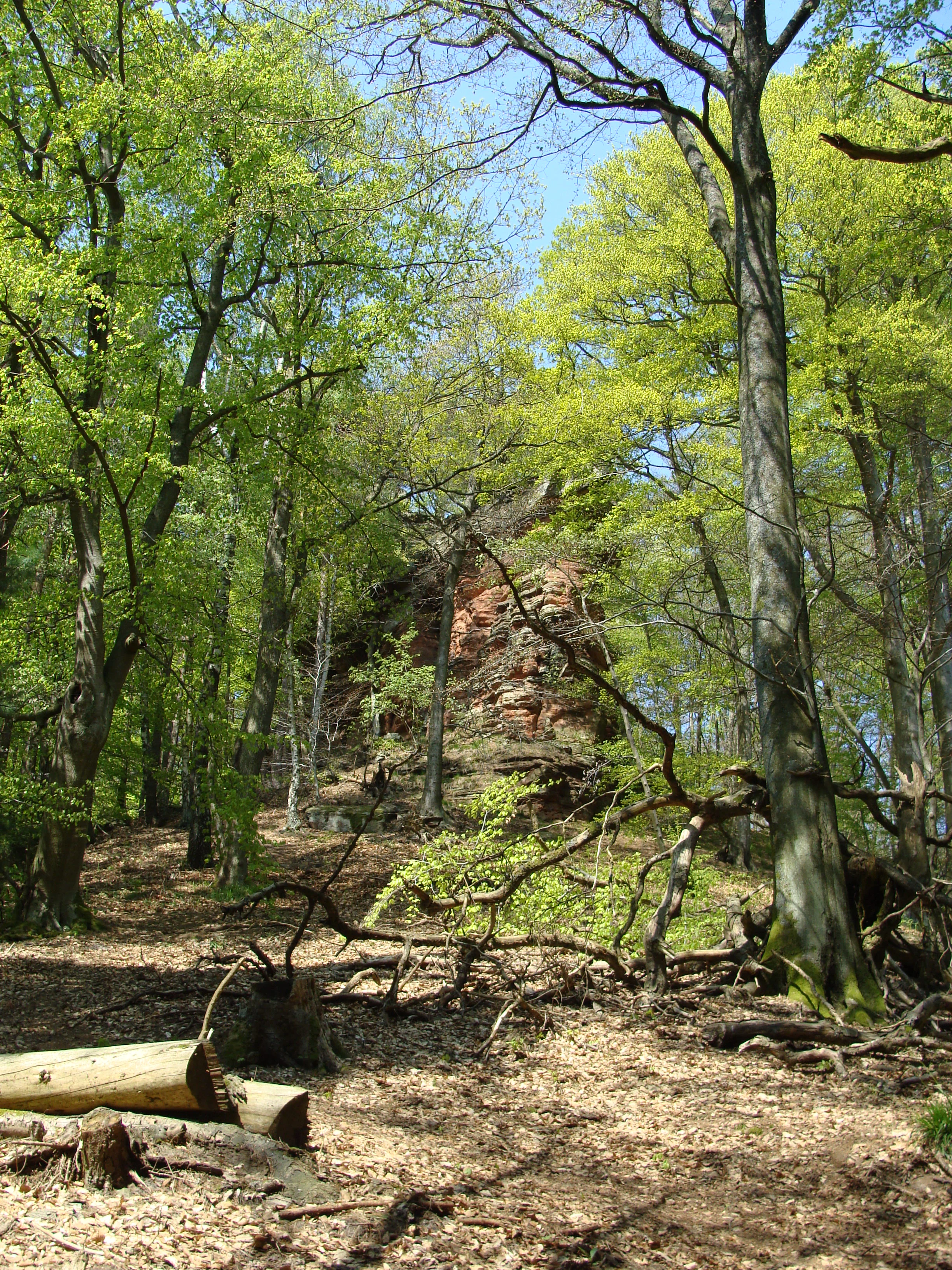 A tall sandstone rock formation rises behind lush green deciduous trees in a forest, with a sunlit path and fallen logs in the foreground.
