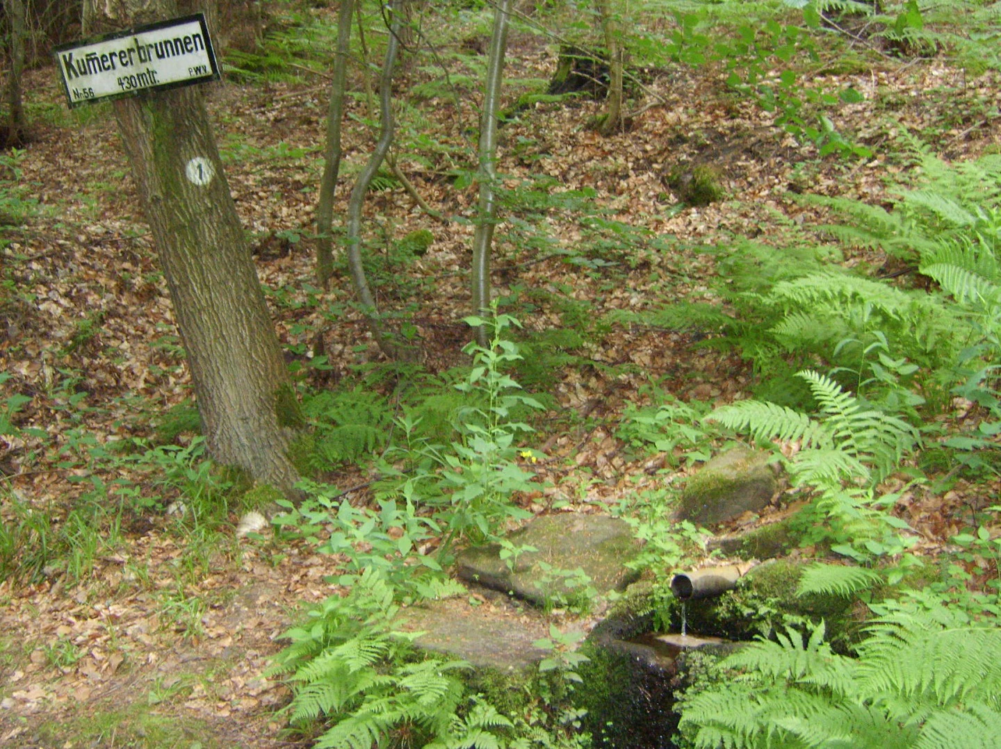 A small forest spring named Kummererbrunnen, with a wooden sign attached to a tree trunk and water flowing from a pipe into a small basin.